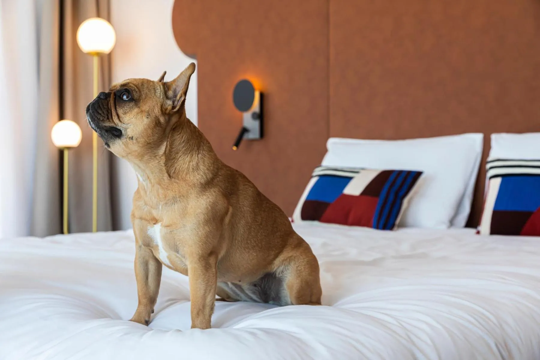 Pets, Bed in Mercure Dunkerque Centre Gare
