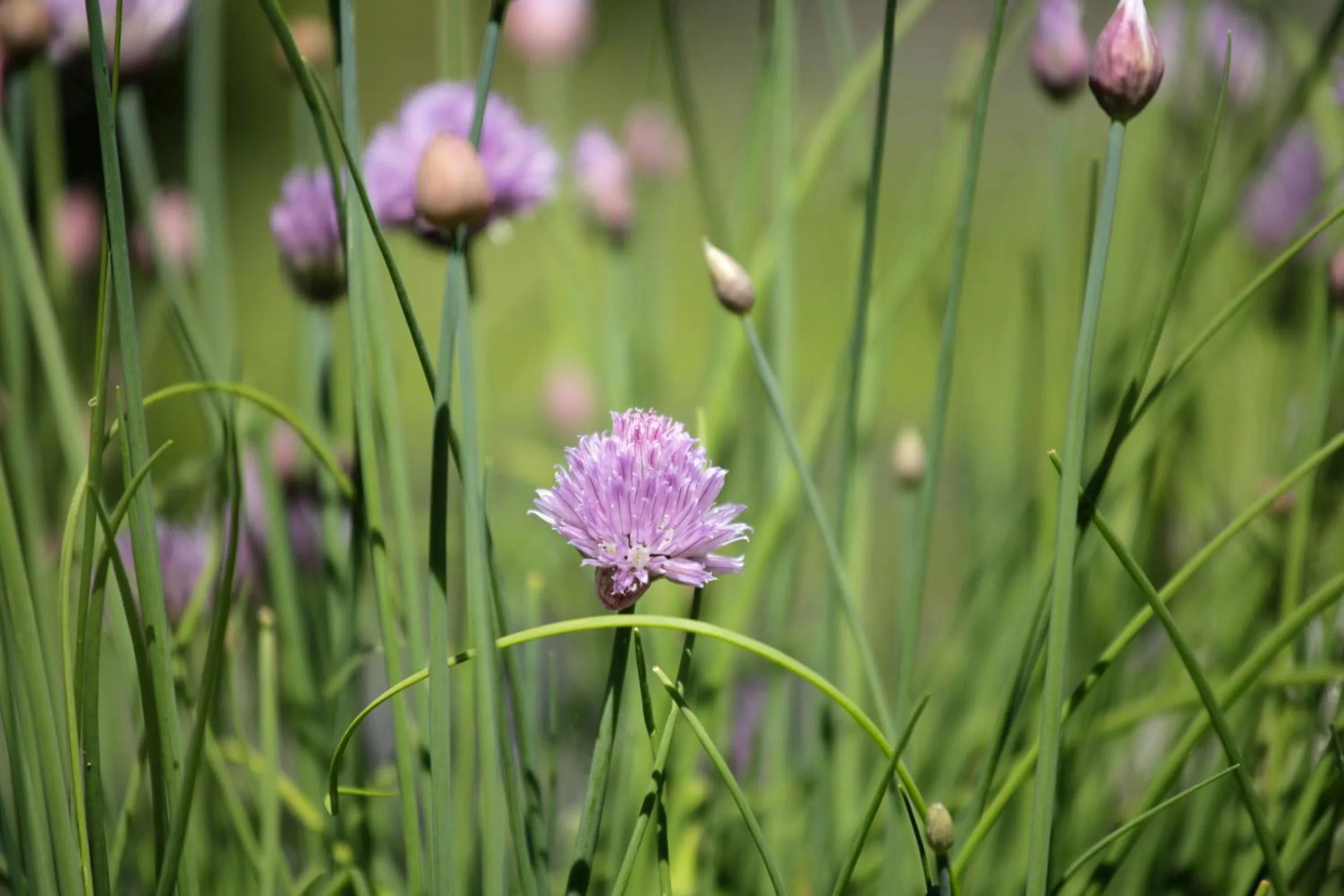 Garden in Garni Villa Tyrol - Adults Only