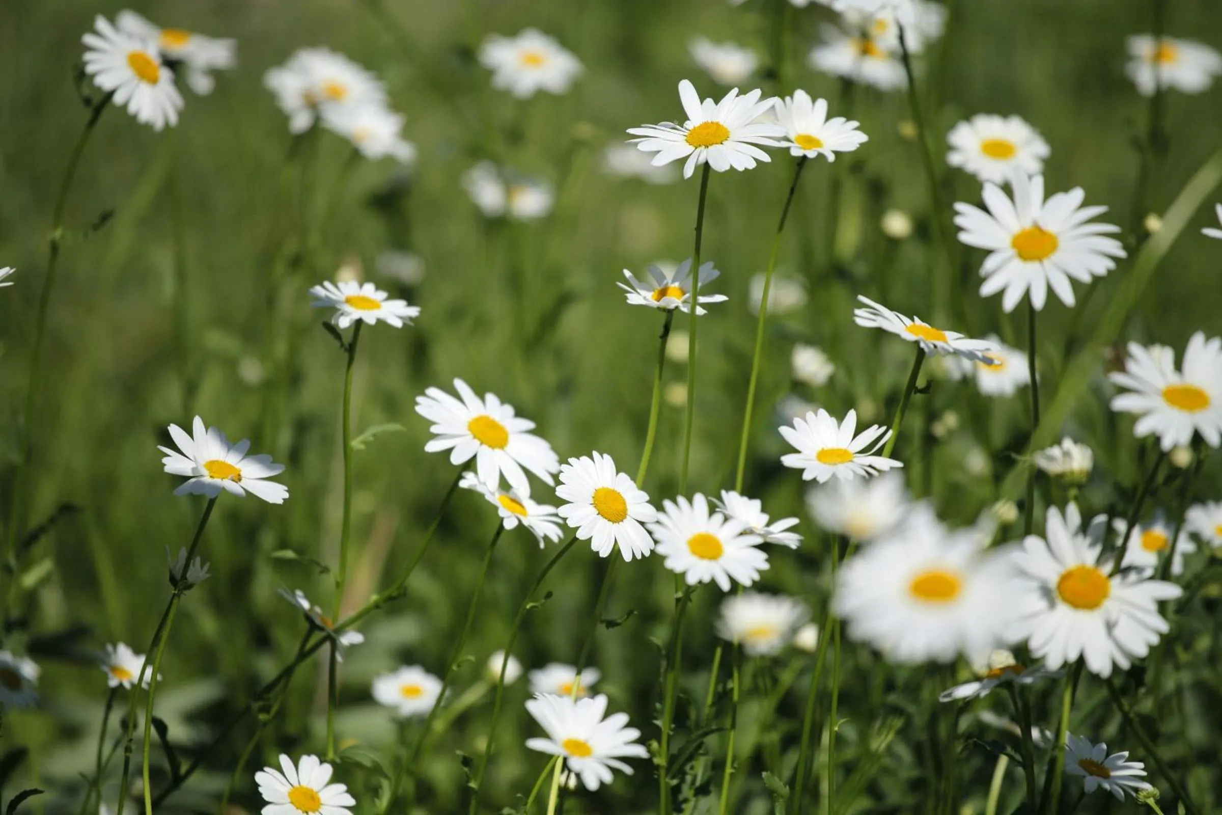 Garden in Garni Villa Tyrol - Adults Only