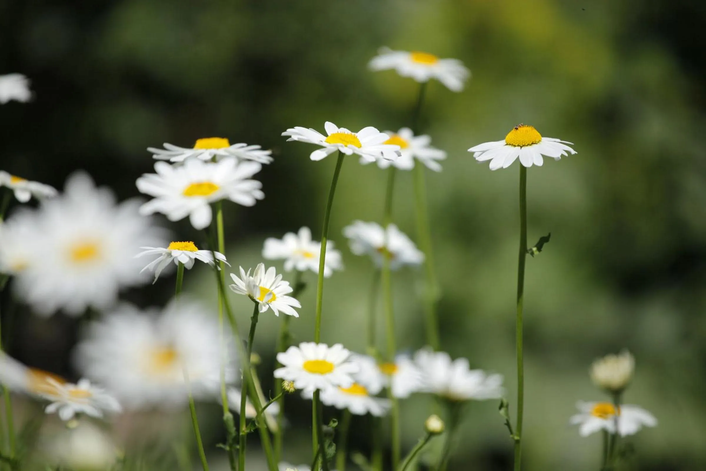 Garden in Garni Villa Tyrol - Adults Only