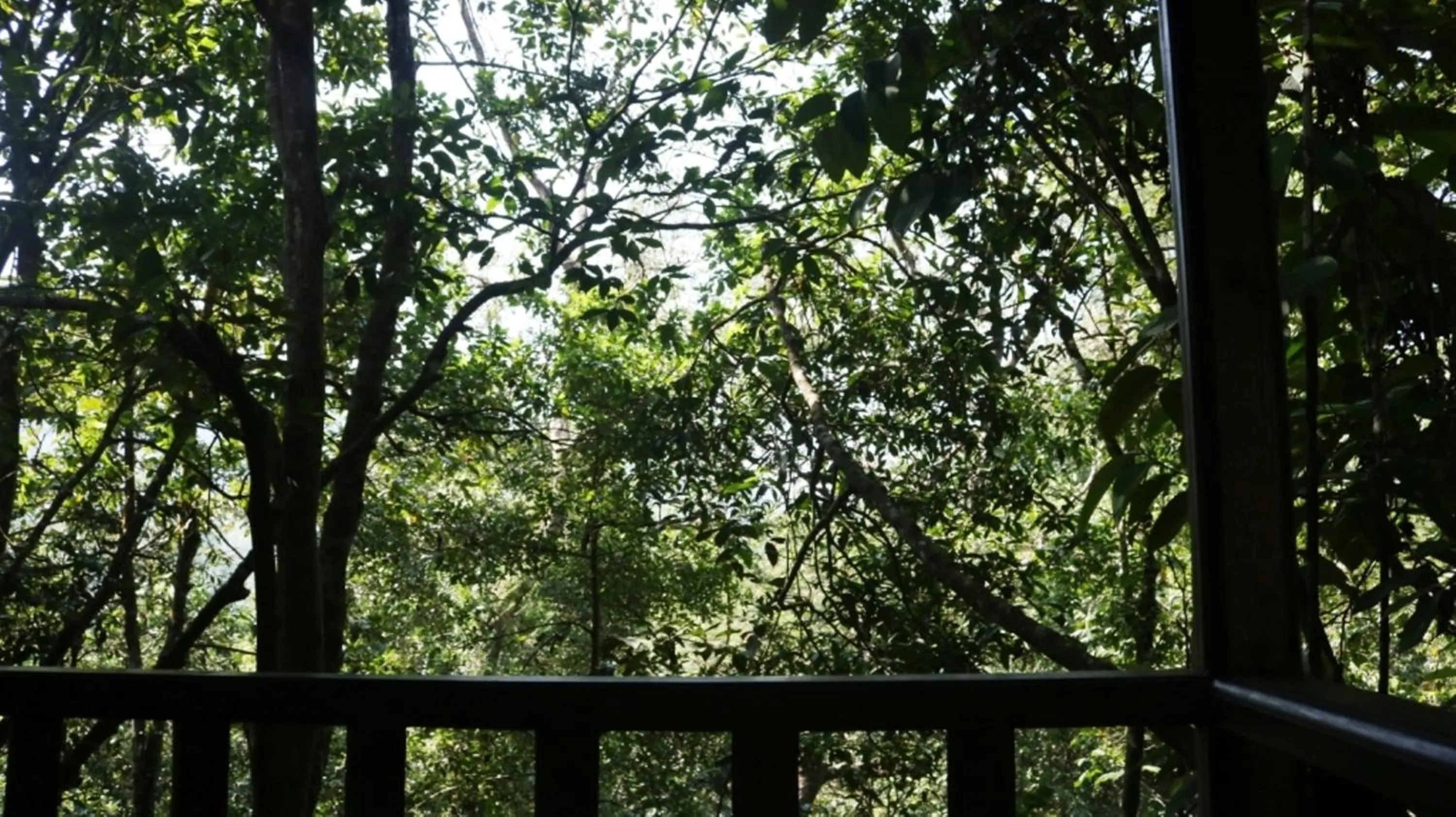Balcony/Terrace in Birds Paradise Hotel