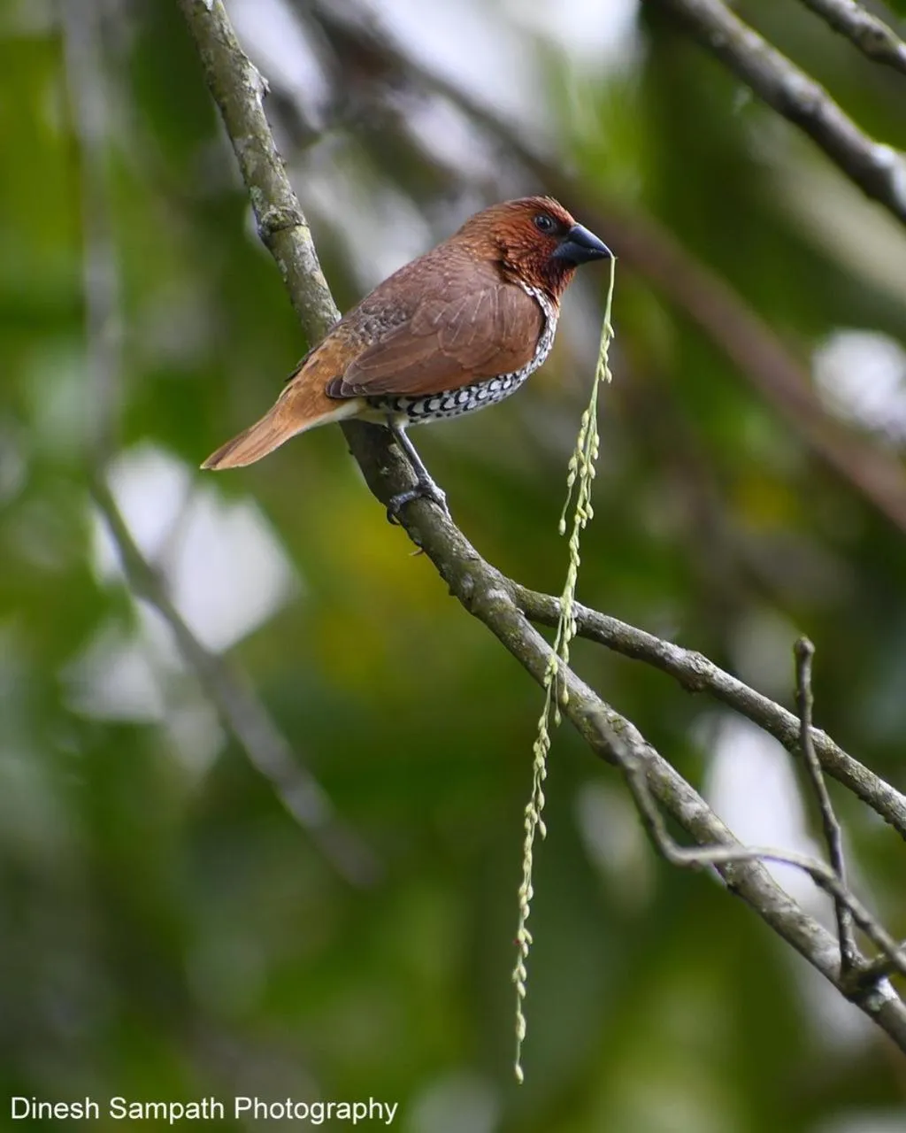 Natural landscape in Mapakada Village - Mahiyanganaya