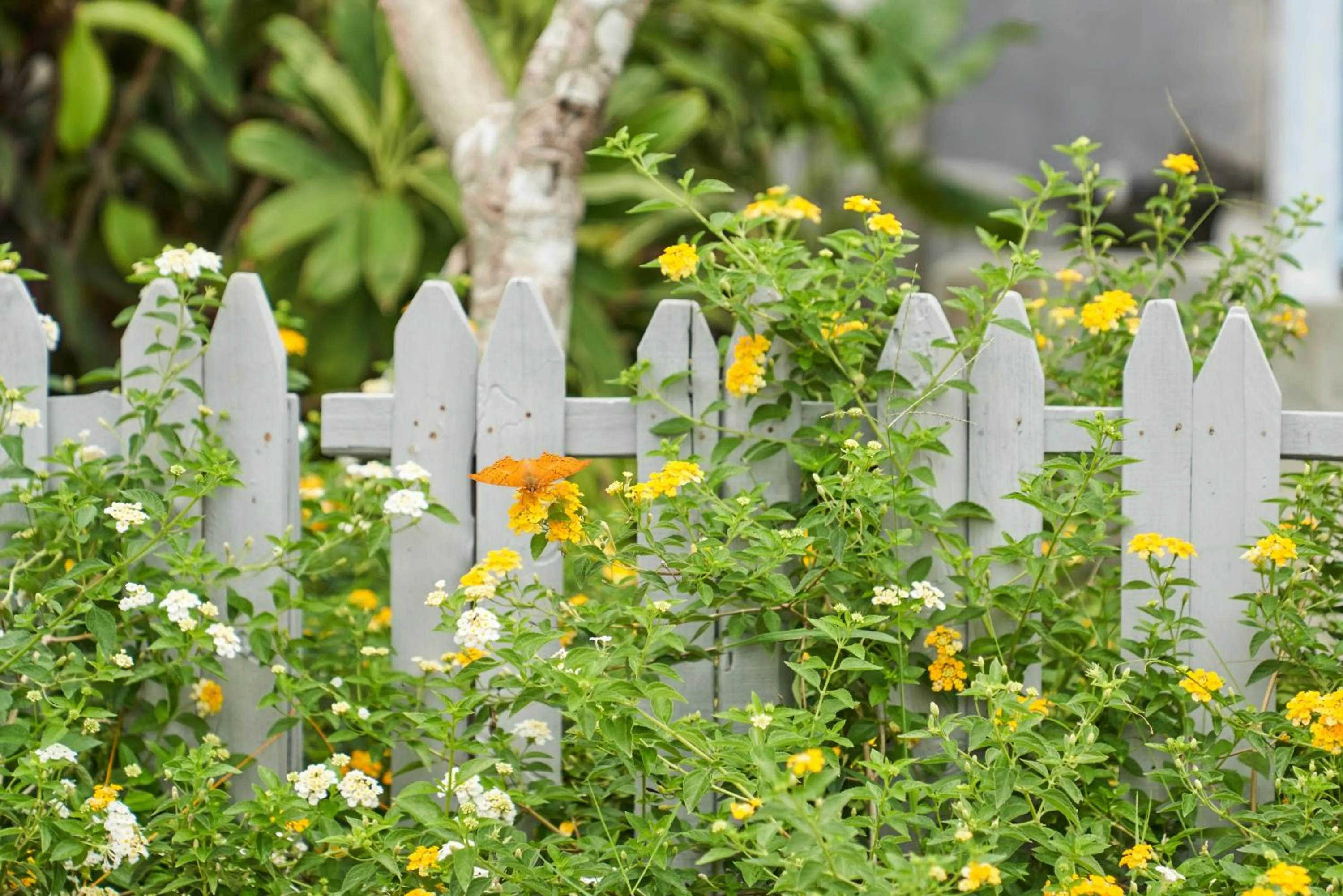 Day in Casa Batu Belig