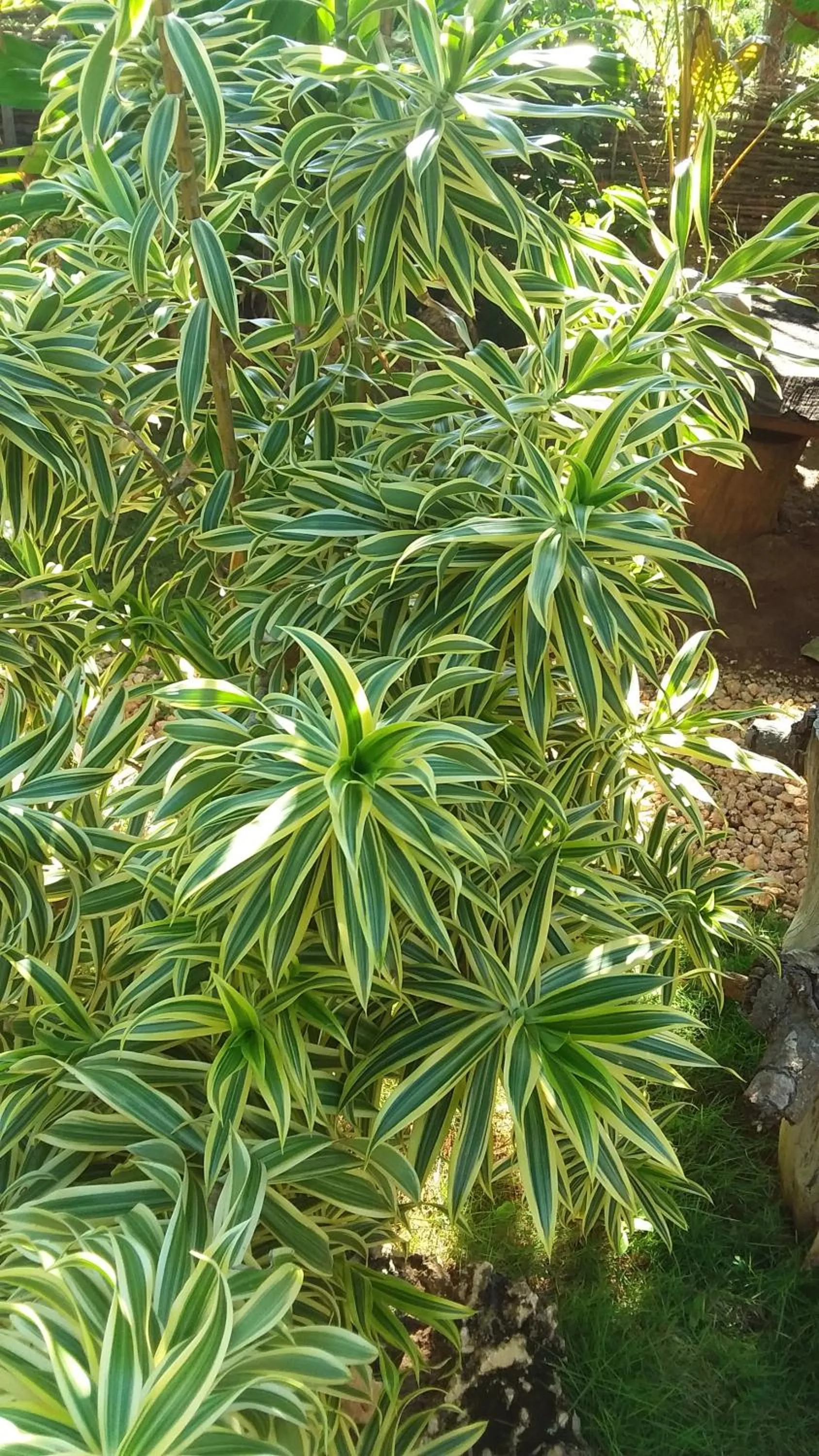 Garden in KuDehya Guesthouse