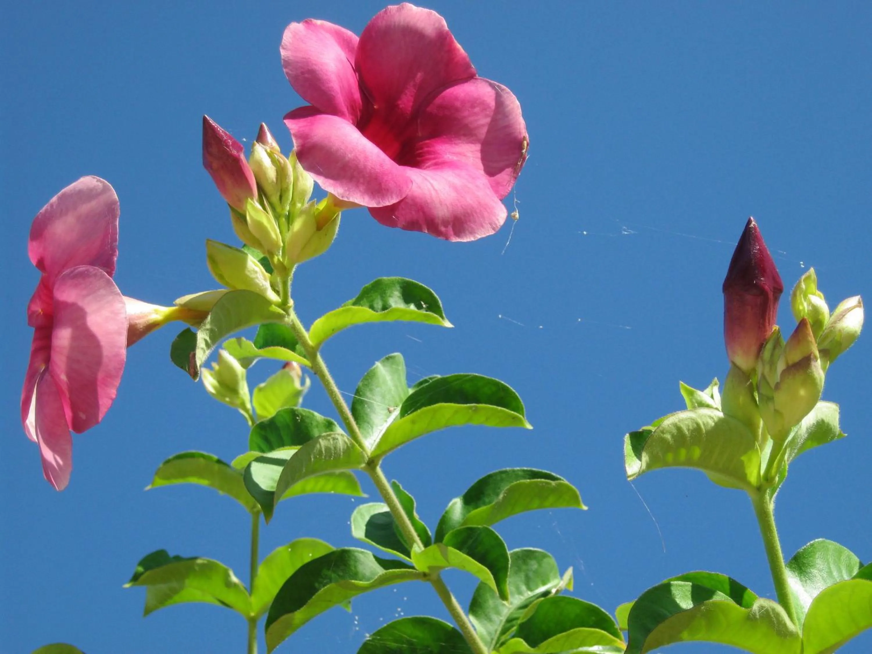 View (from property/room) in KuDehya Guesthouse