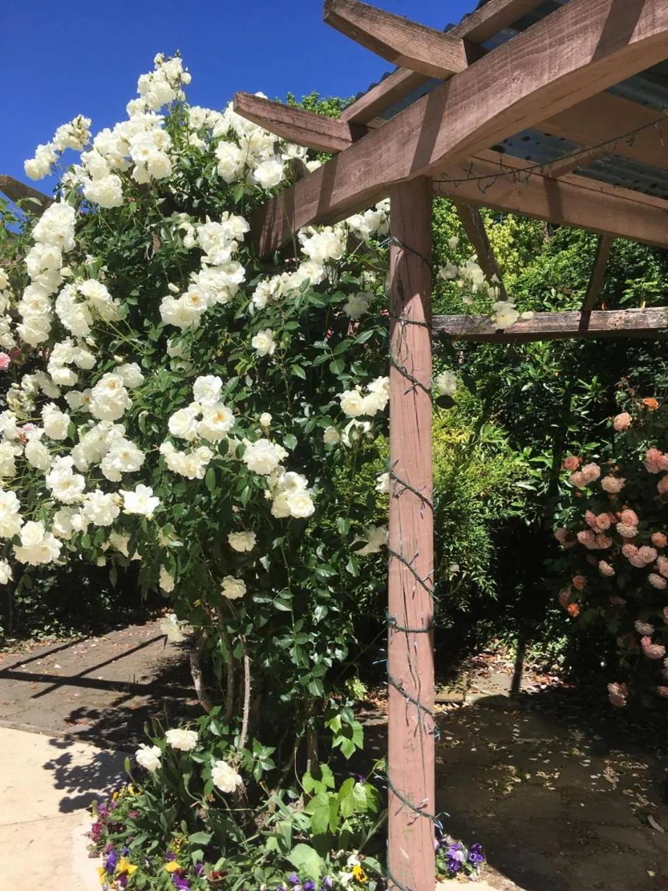 Garden in Bluebell Lodge and Cottage