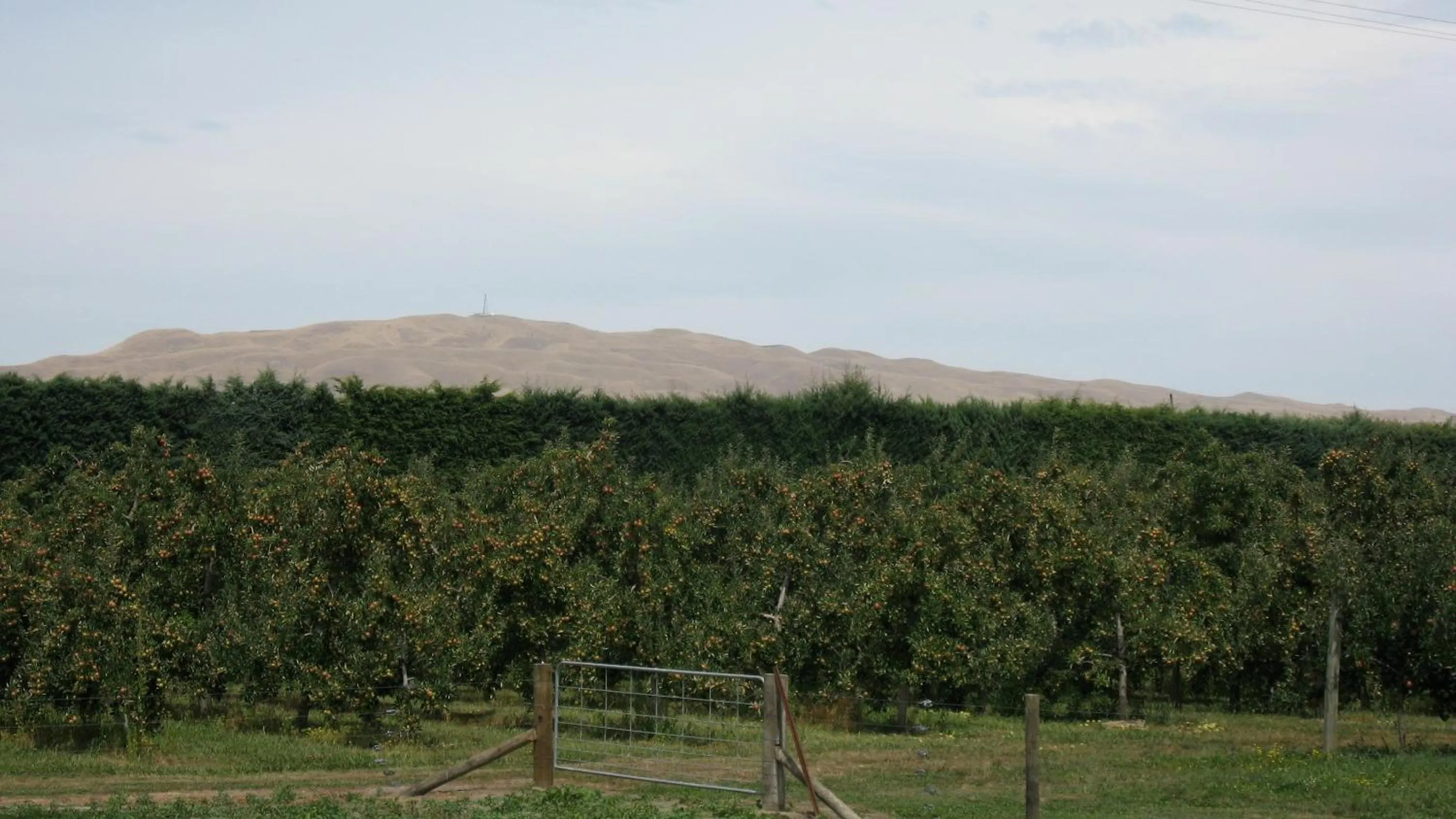 View (from property/room) in Bluebell Lodge and Cottage