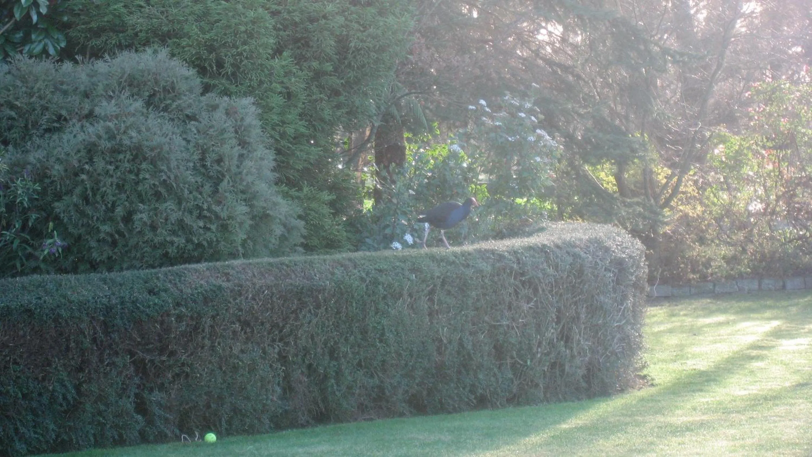 Garden in Bluebell Lodge and Cottage