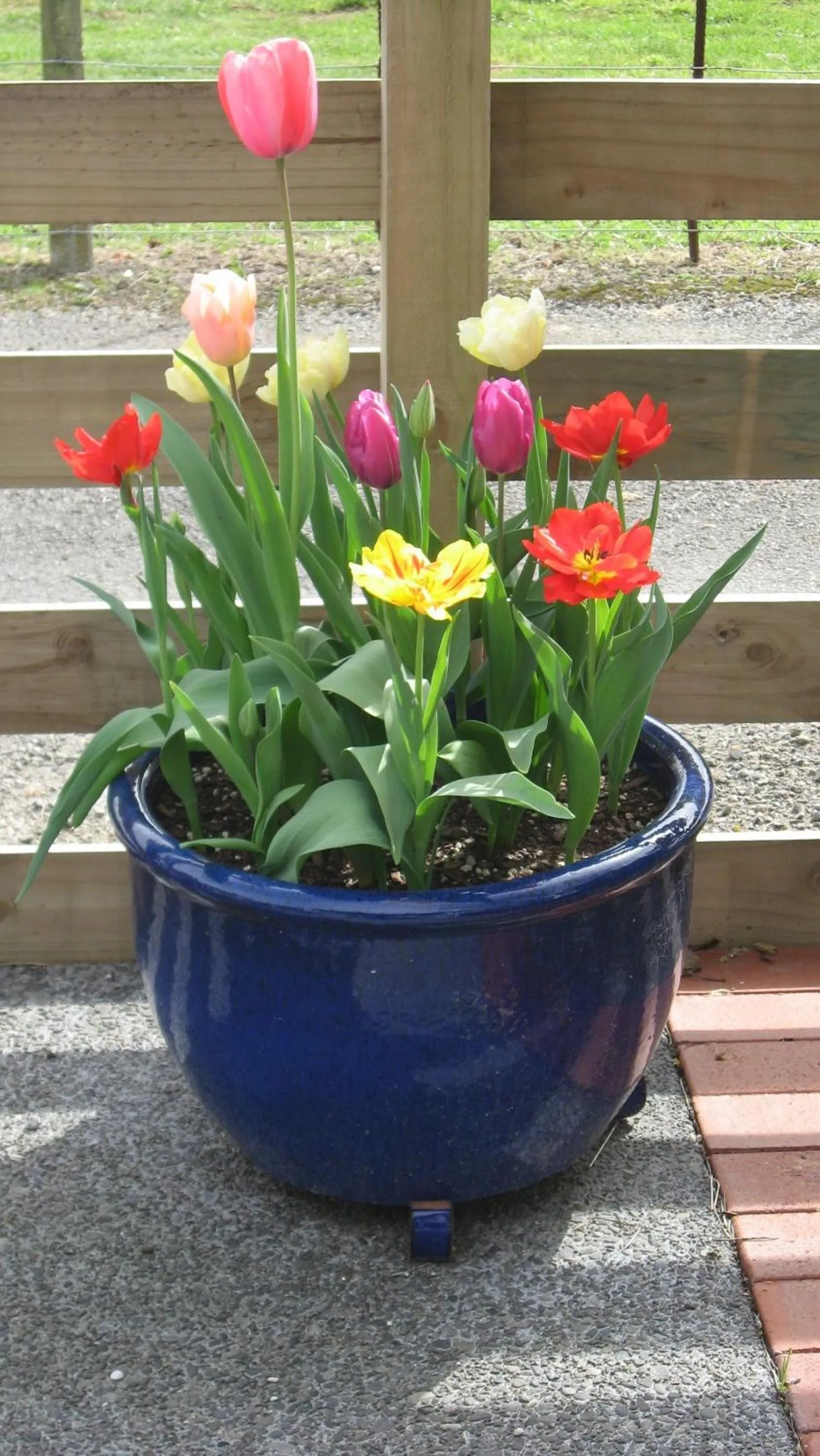 Balcony/Terrace in Bluebell Lodge and Cottage