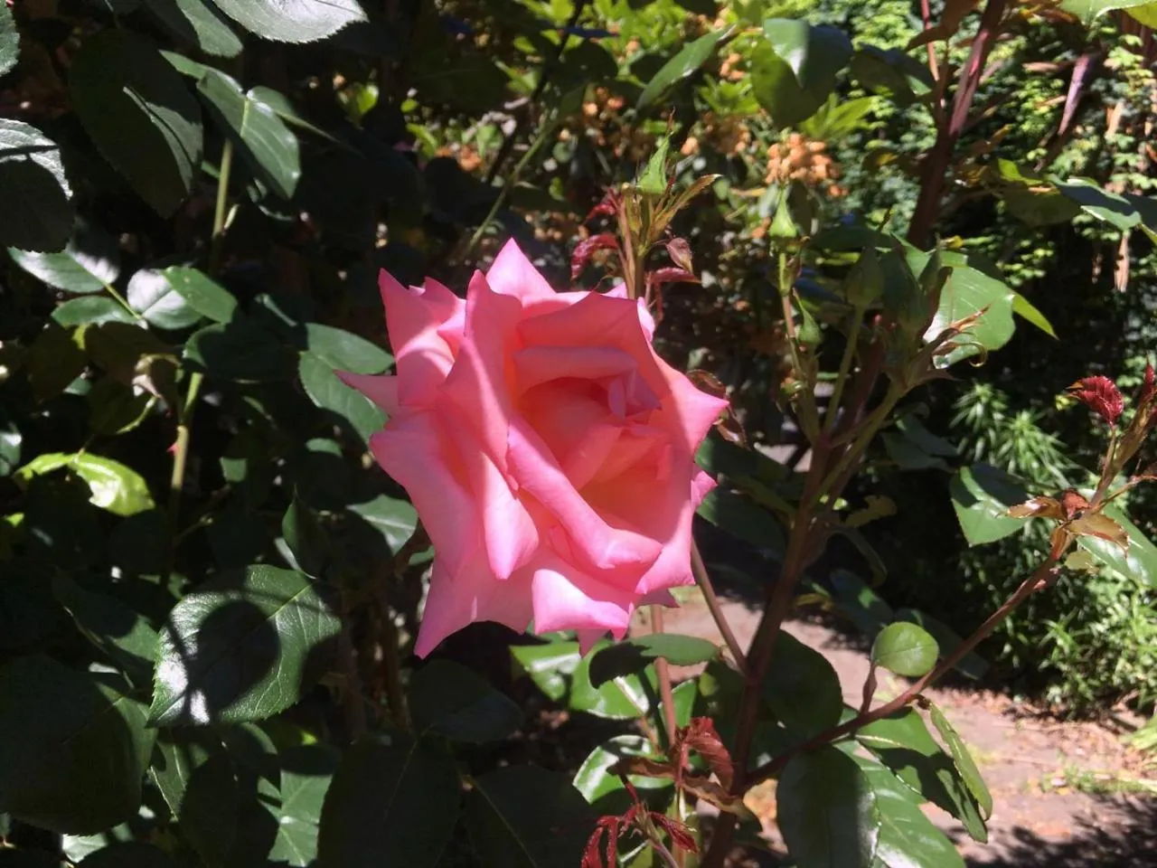 Garden in Bluebell Lodge and Cottage