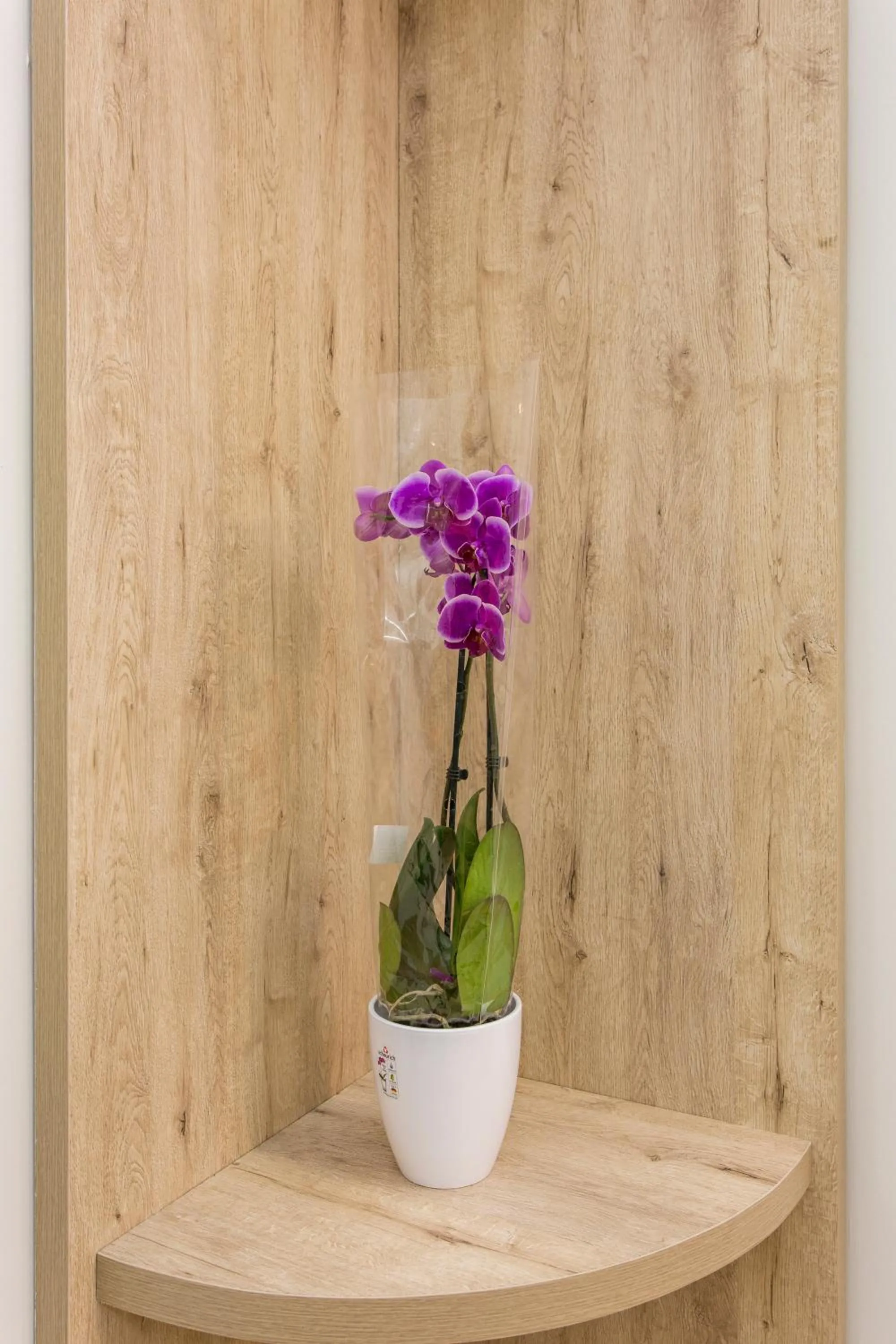 Decorative detail in Hostal Manuela by gaiarooms