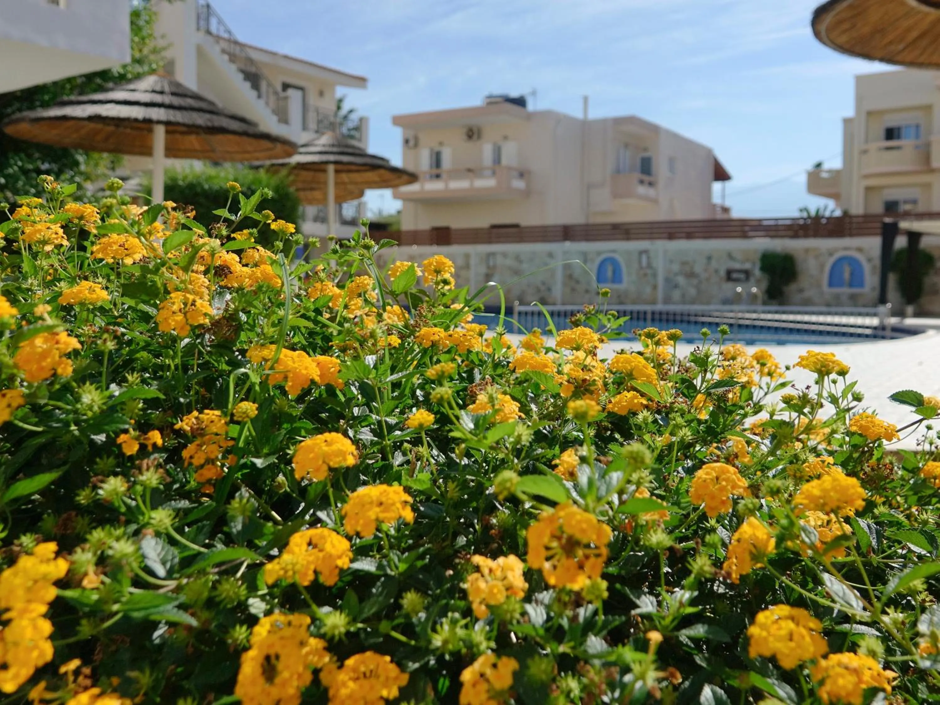 Garden in Flamingos Hotel Apartments