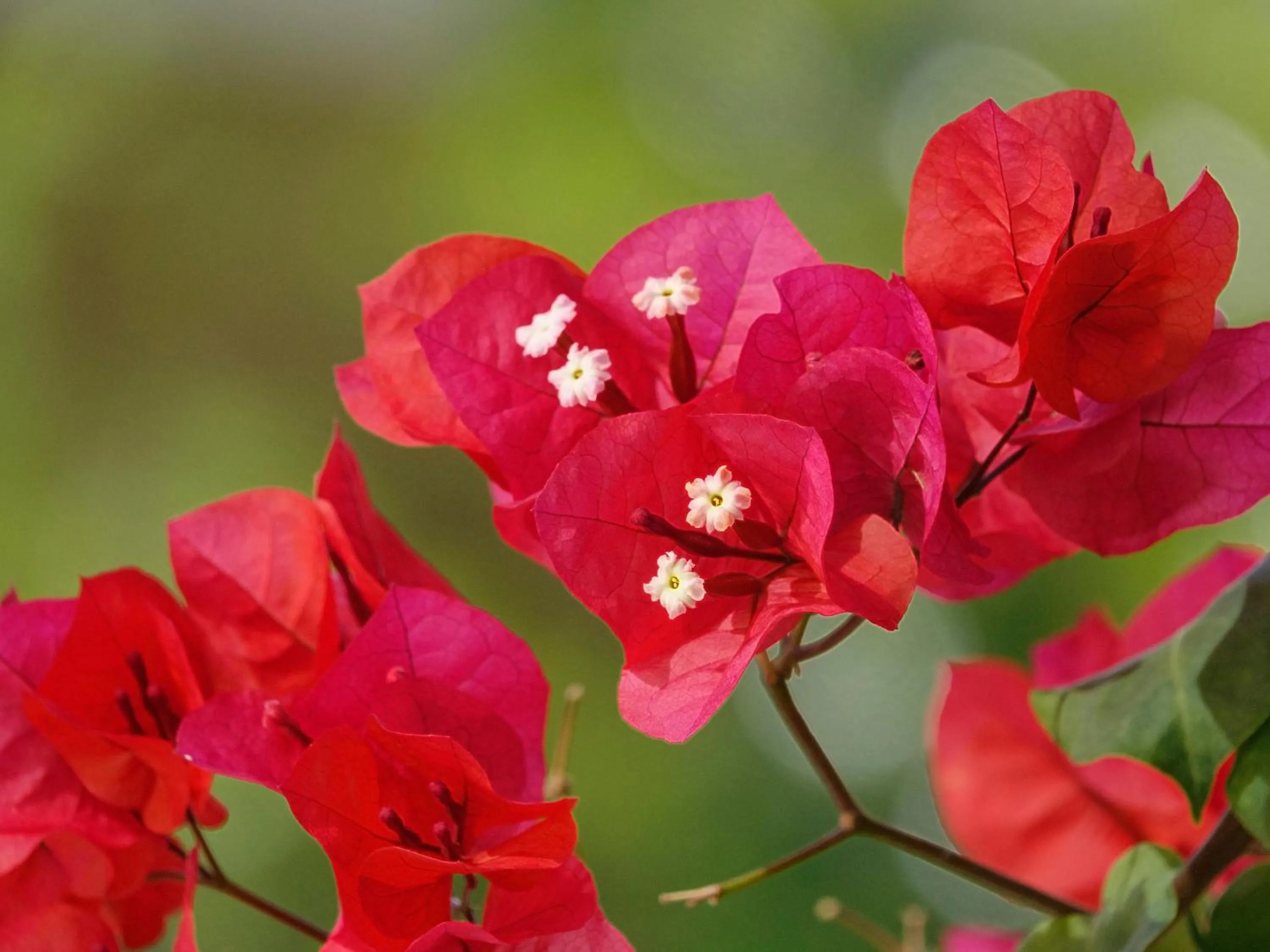 Garden in Flamingos Hotel Apartments