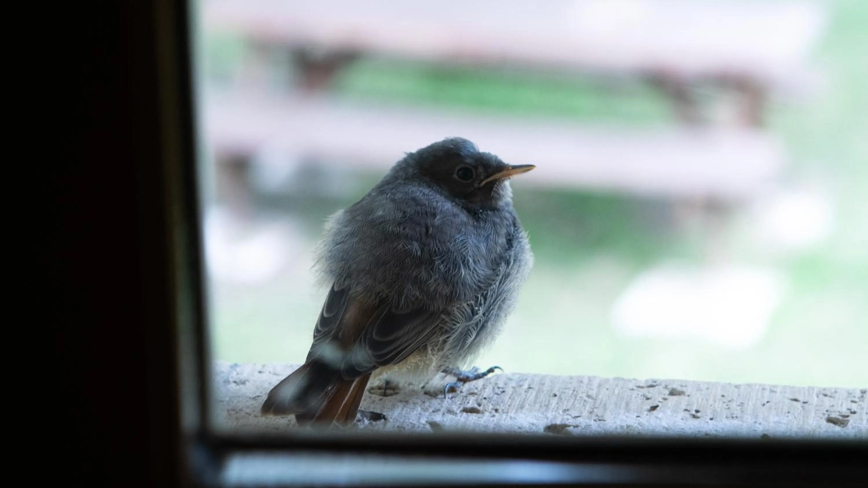 Domaine de Brise Bois - Chambres & Gîtes