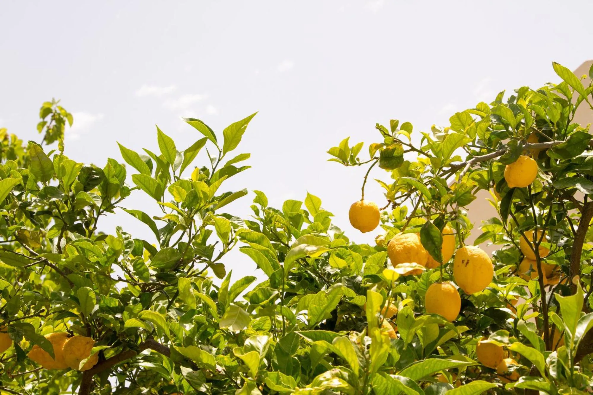 Day in Casale la Macina Residence Scopello
