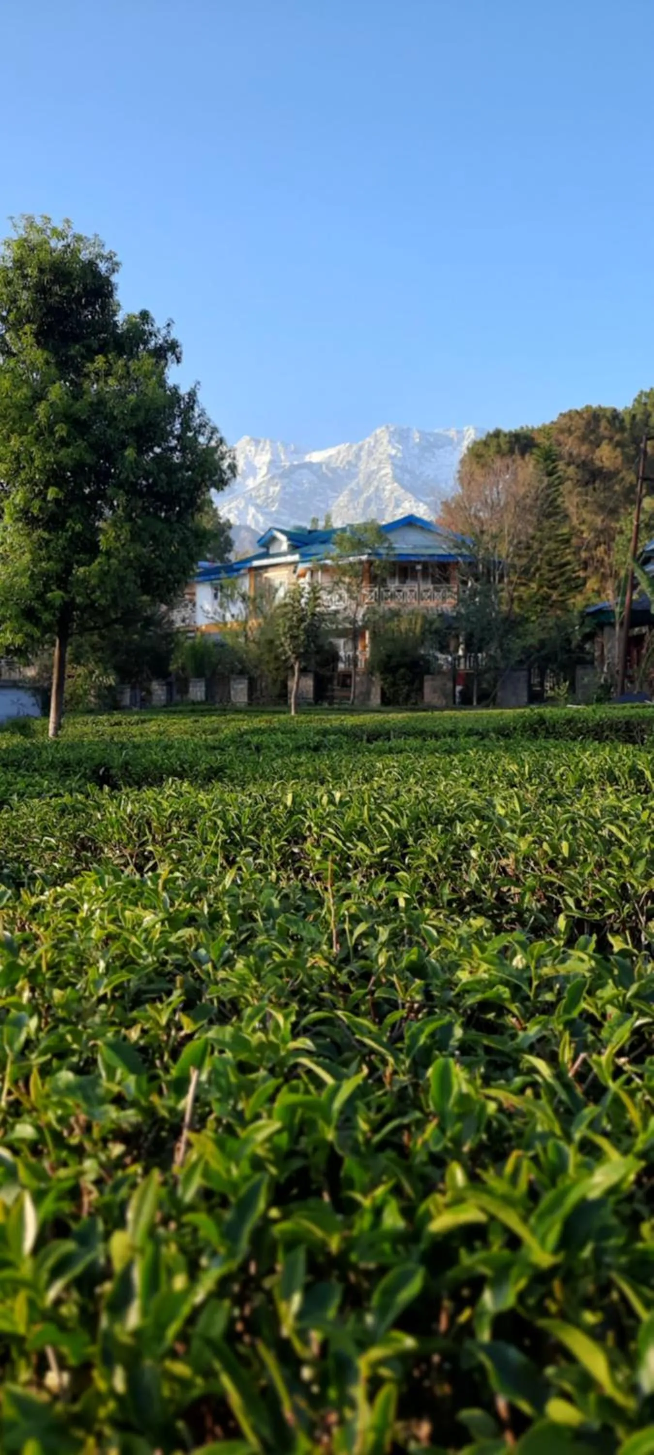 Natural landscape in Royal Green Buds