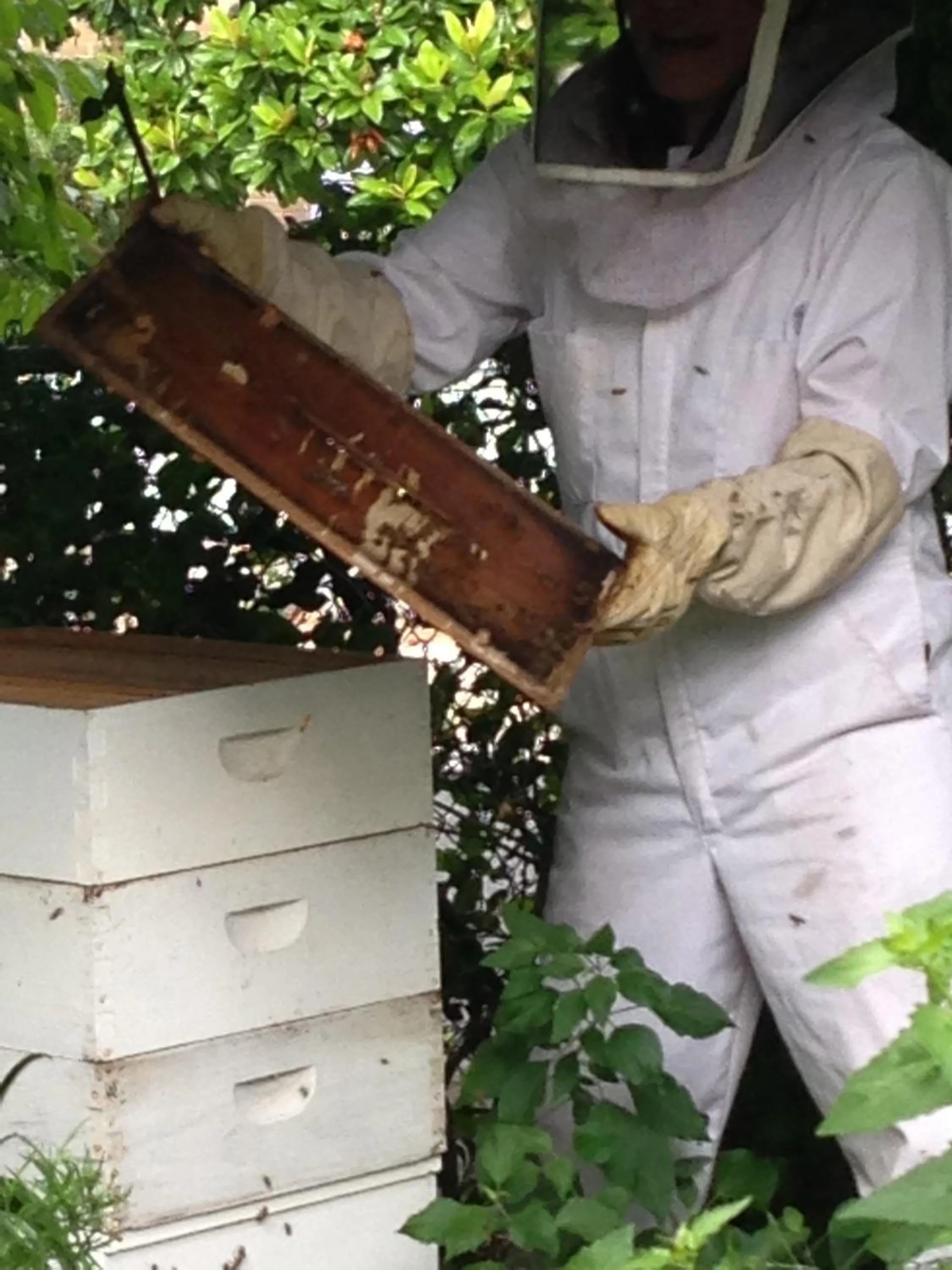 Animals in Park Lane Guest House