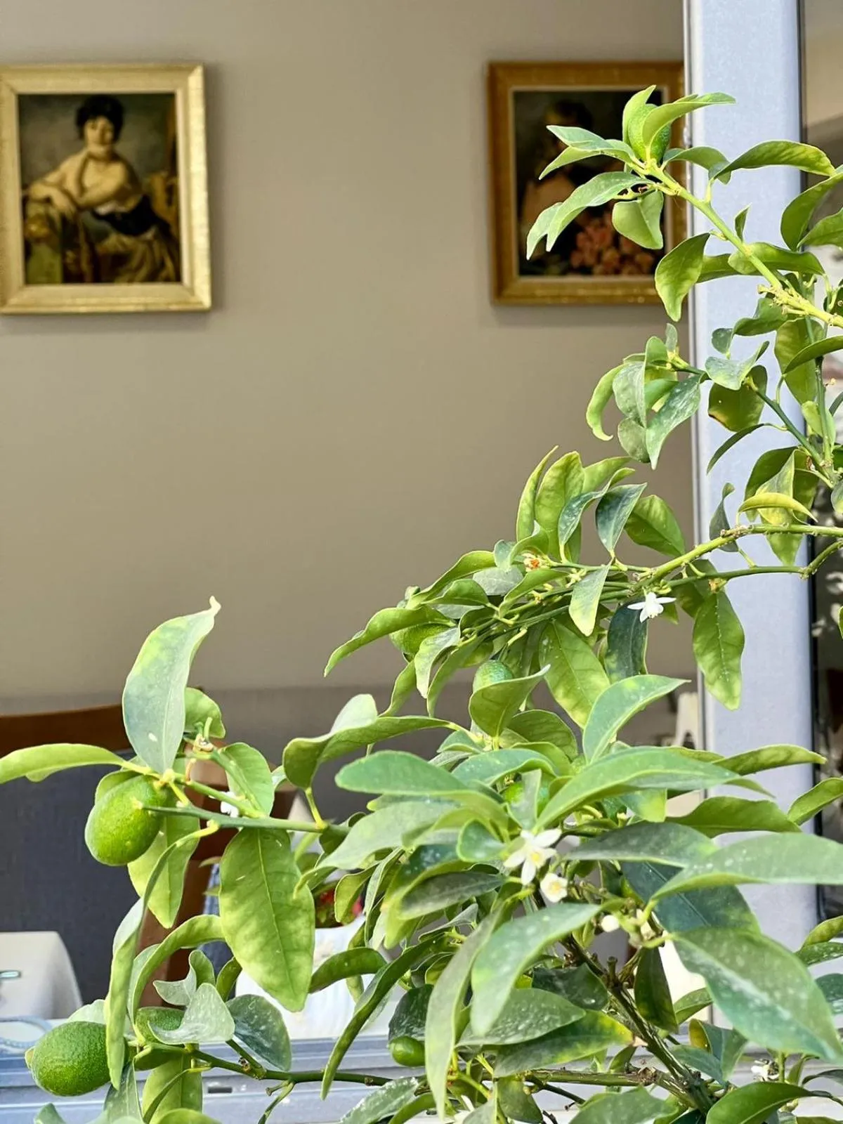 Garden in Hotel Mimani