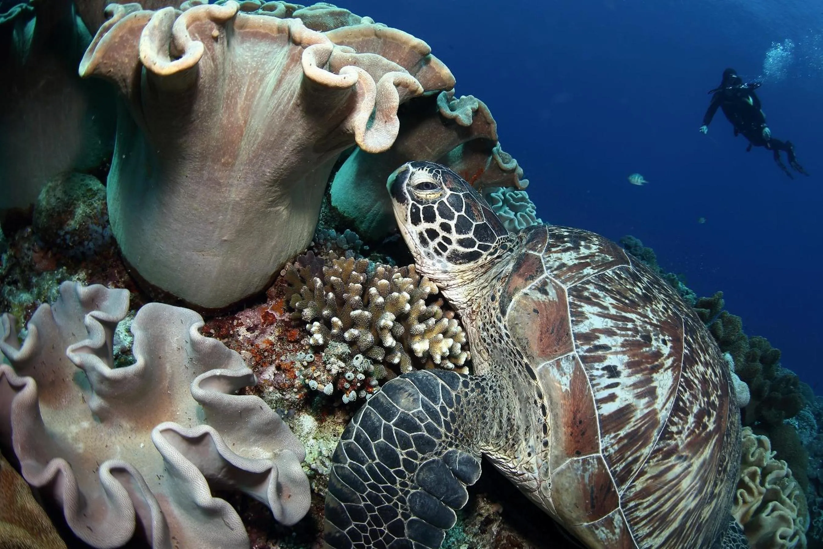 Animals in Thalatta Resort