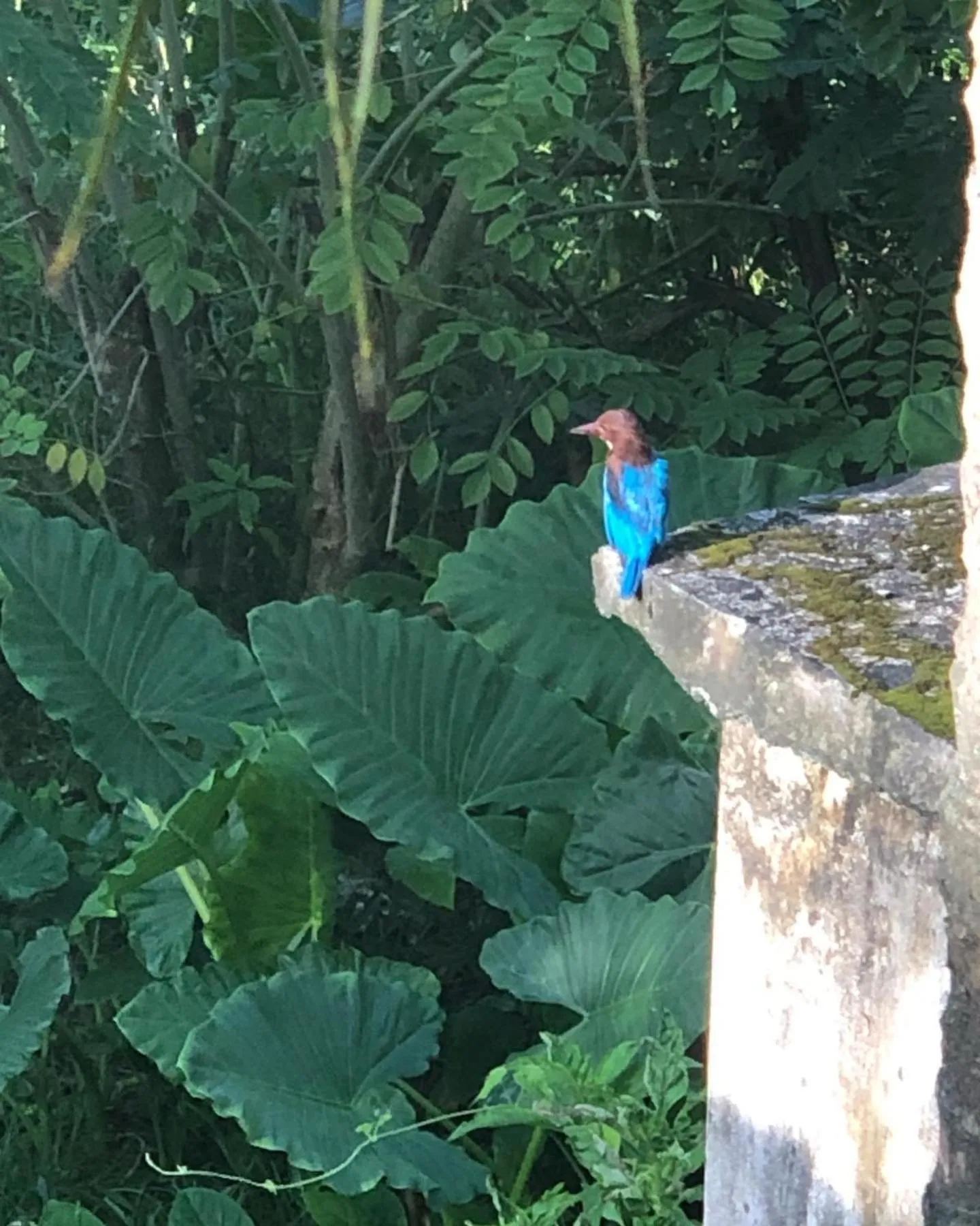 Sundance Surf Coconut Point