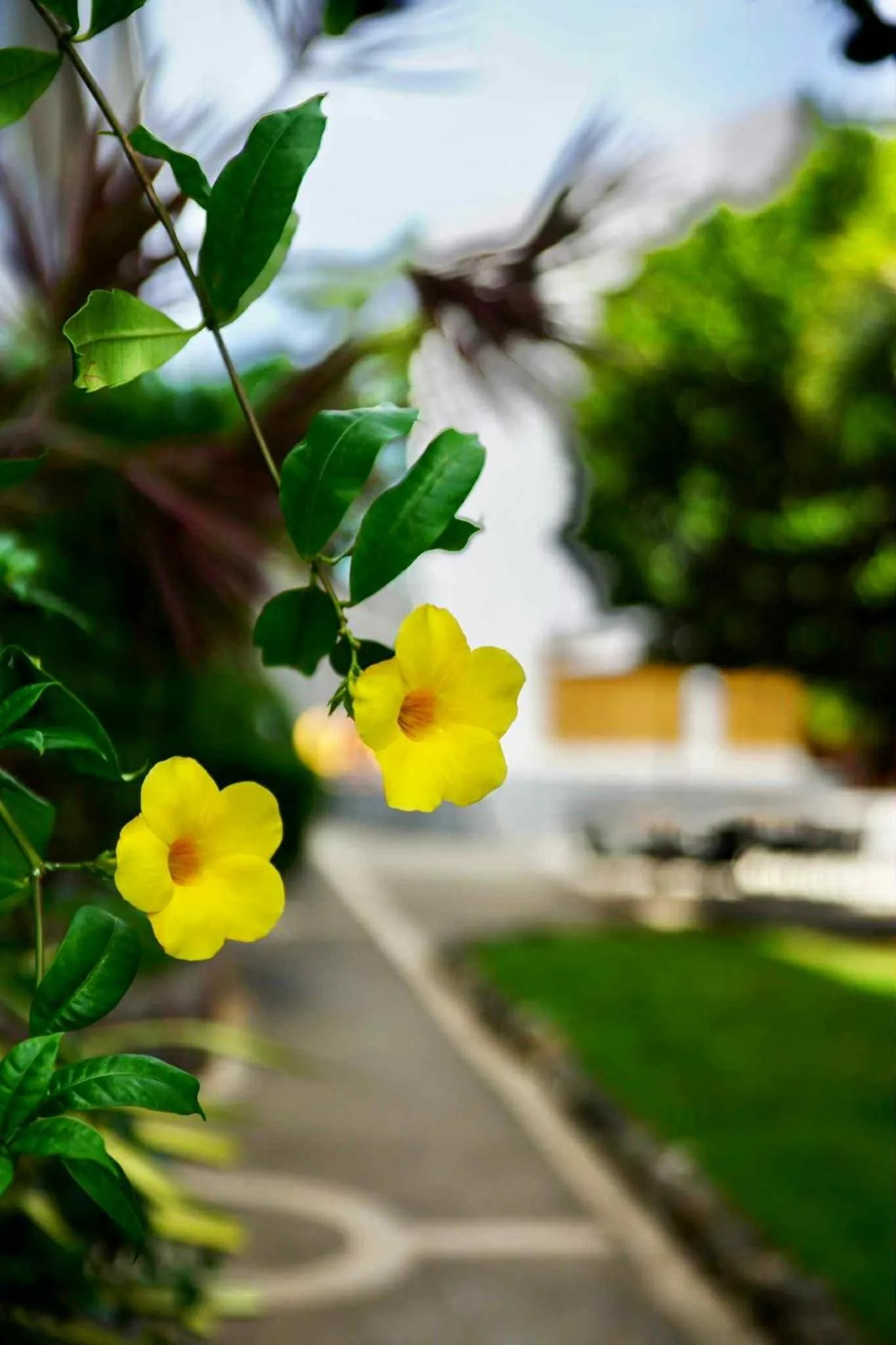 Garden view in Mayfair Resort
