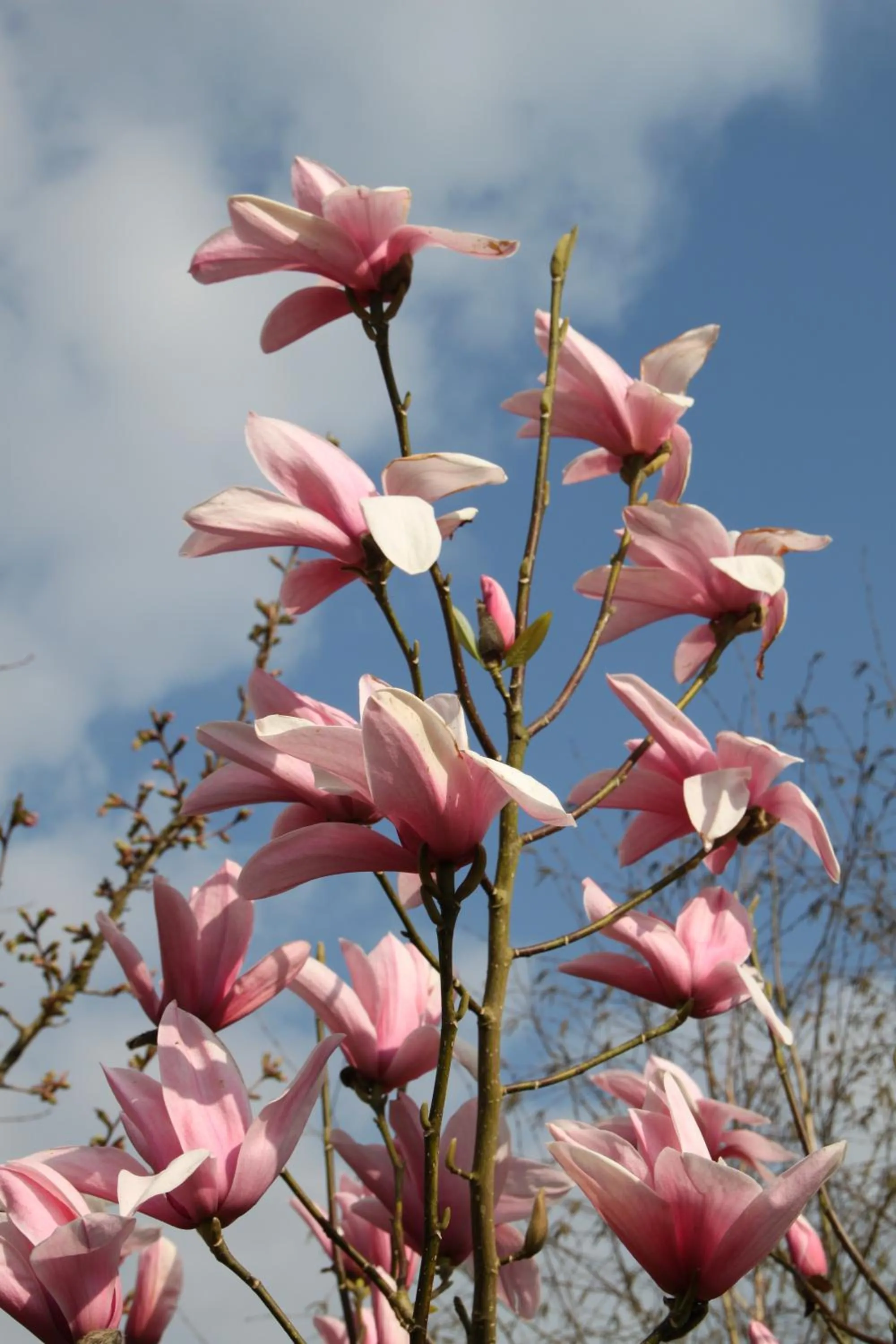 Garden view in Monts et Merveilles
