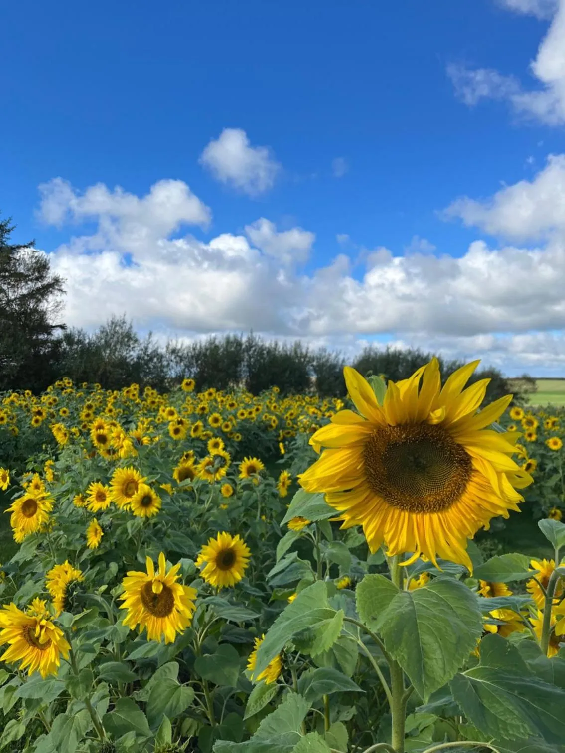 Room 17 - Hawkraft kulturhotel