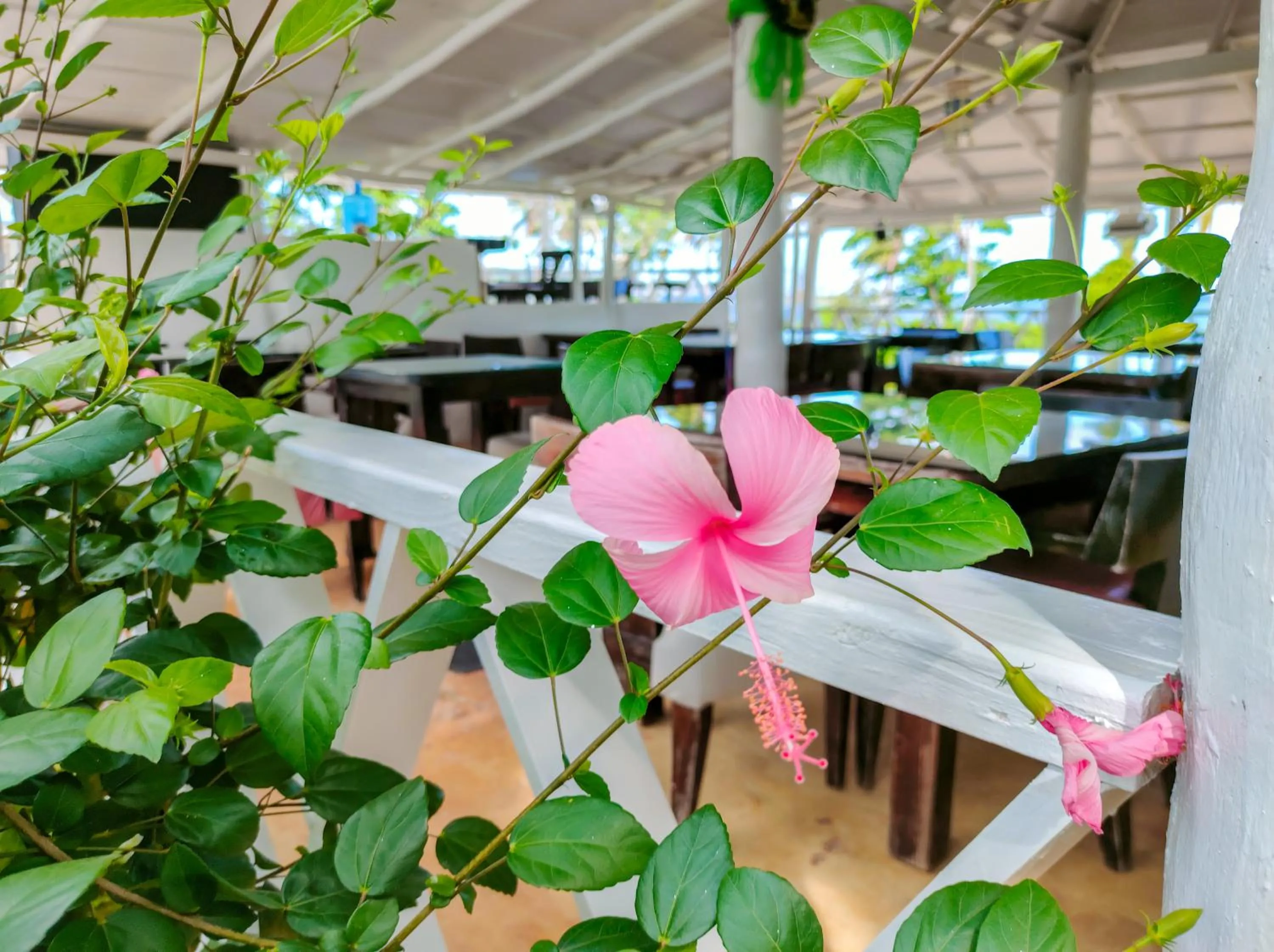 Restaurant/places to eat in B&B Aparthotel La Isleta