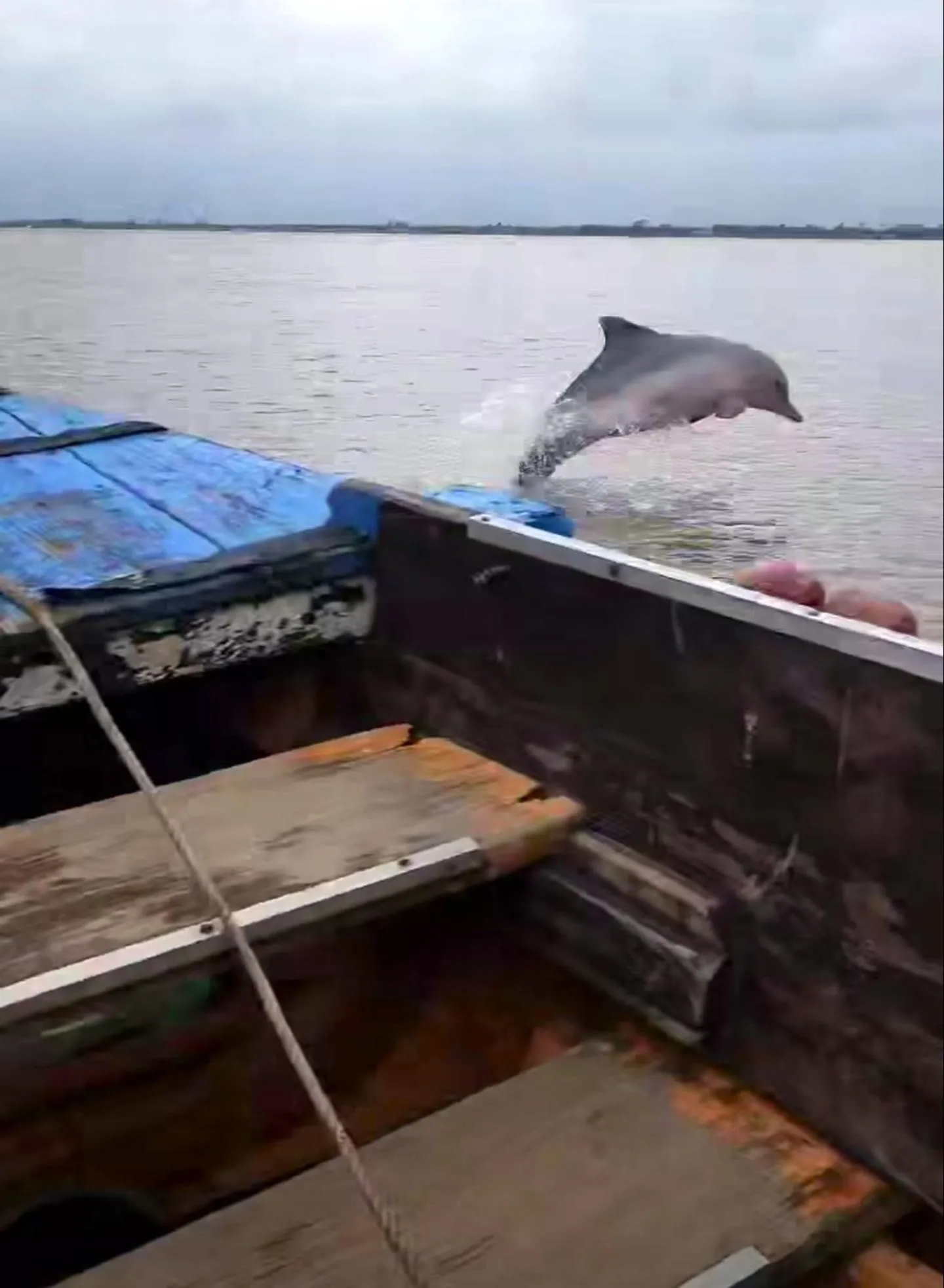 Animals in Greenheart Boutique Hotel