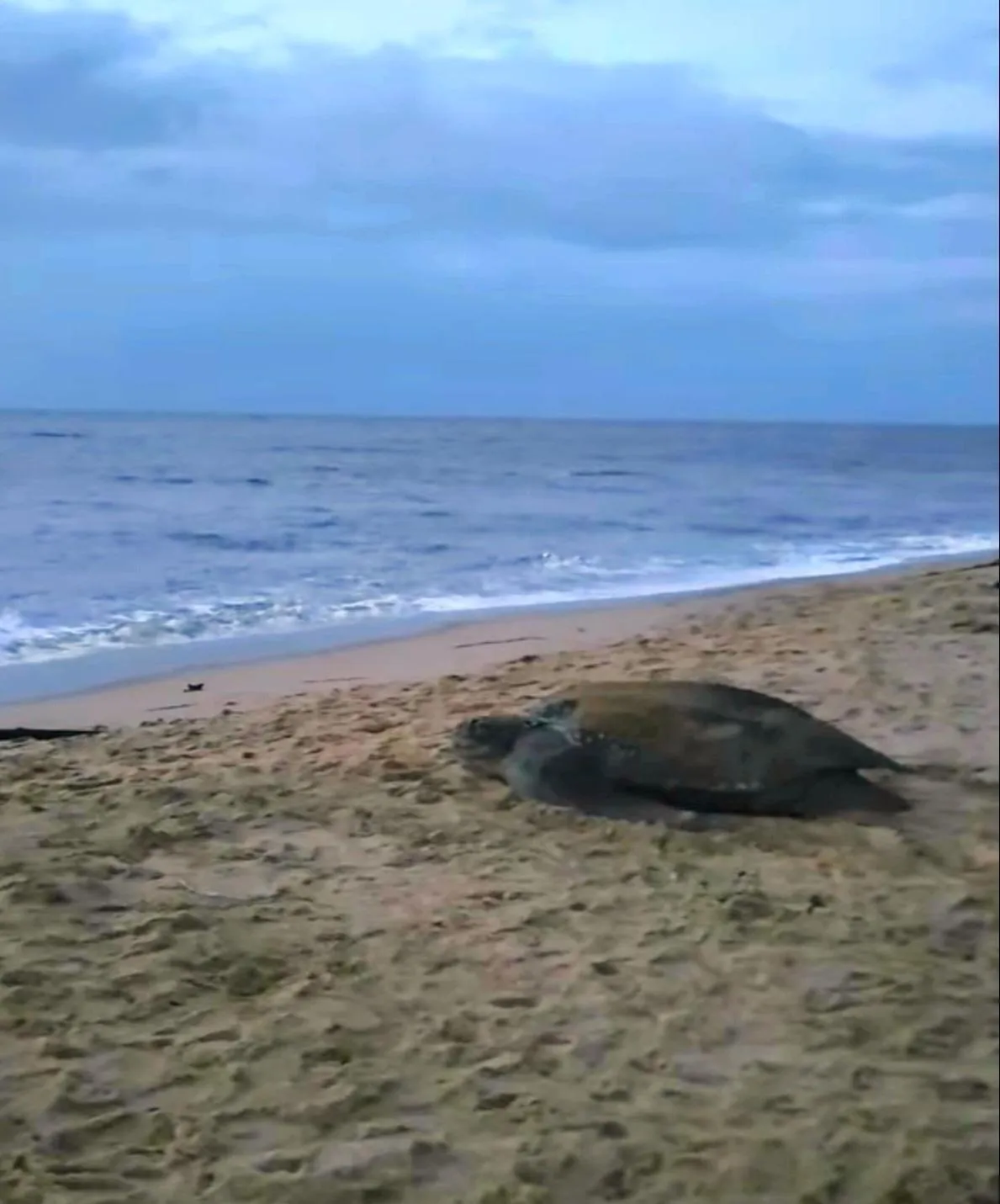 Animals in Greenheart Boutique Hotel