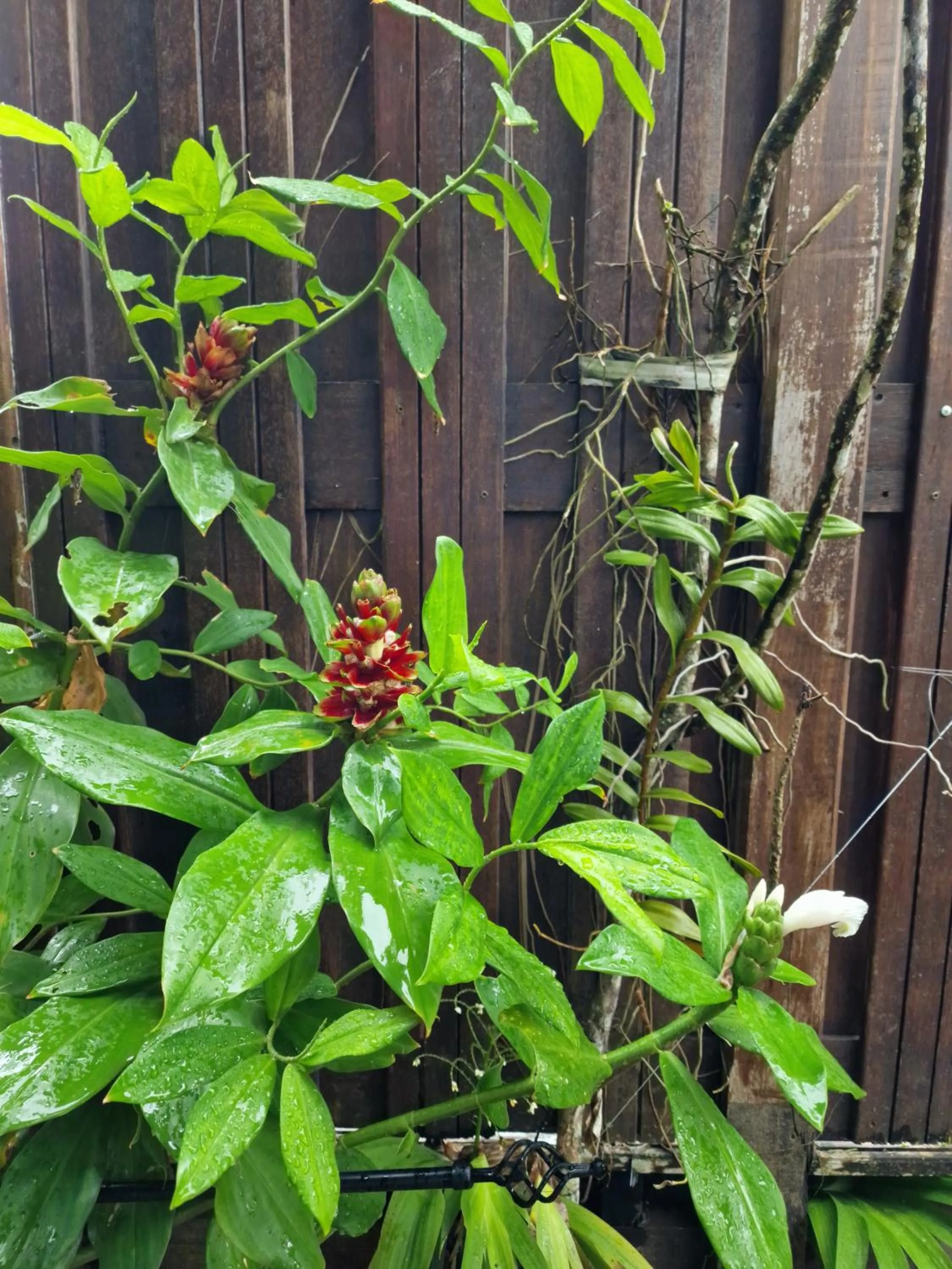 Garden in Greenheart Boutique Hotel