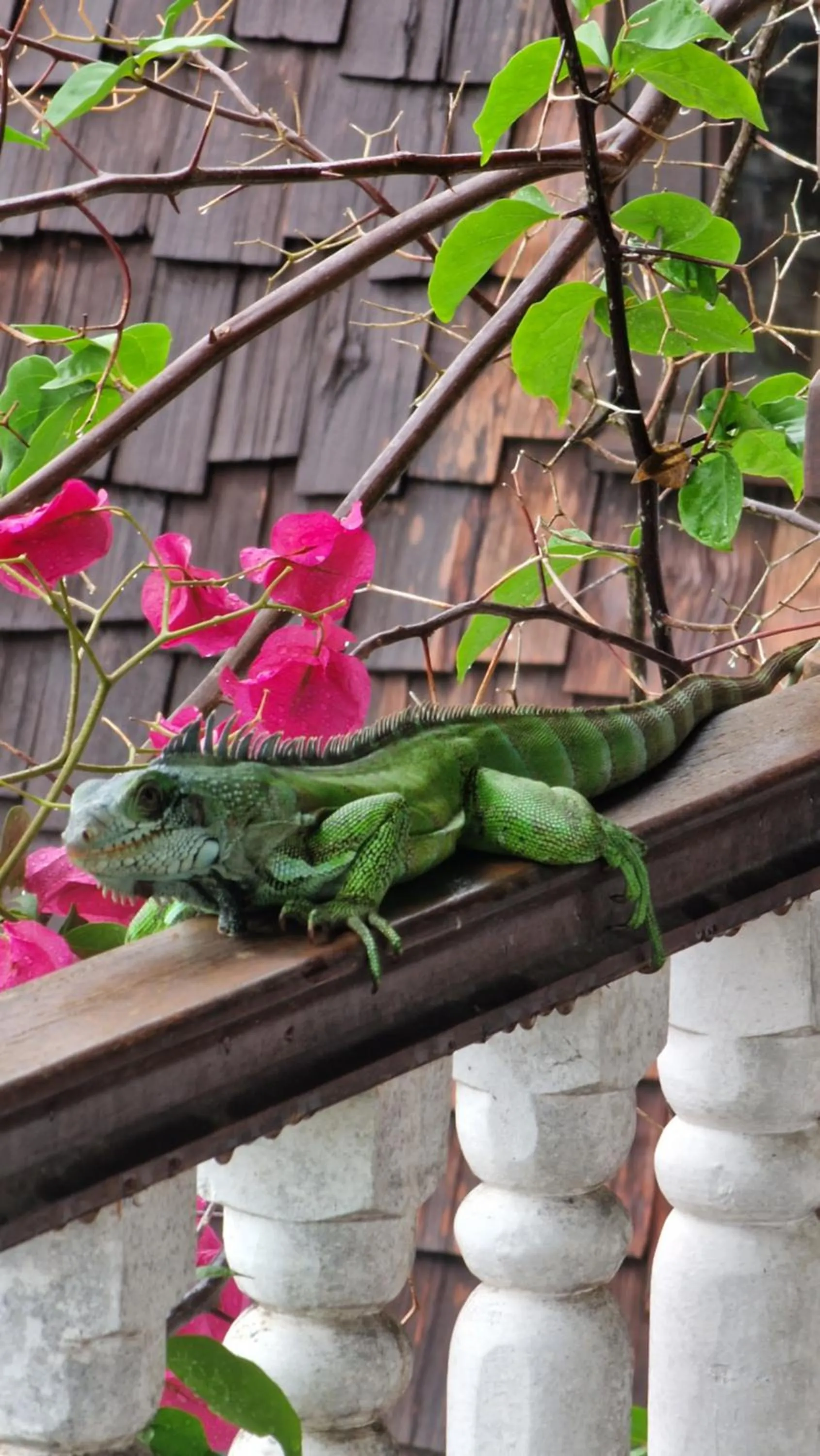 Animals in Greenheart Boutique Hotel