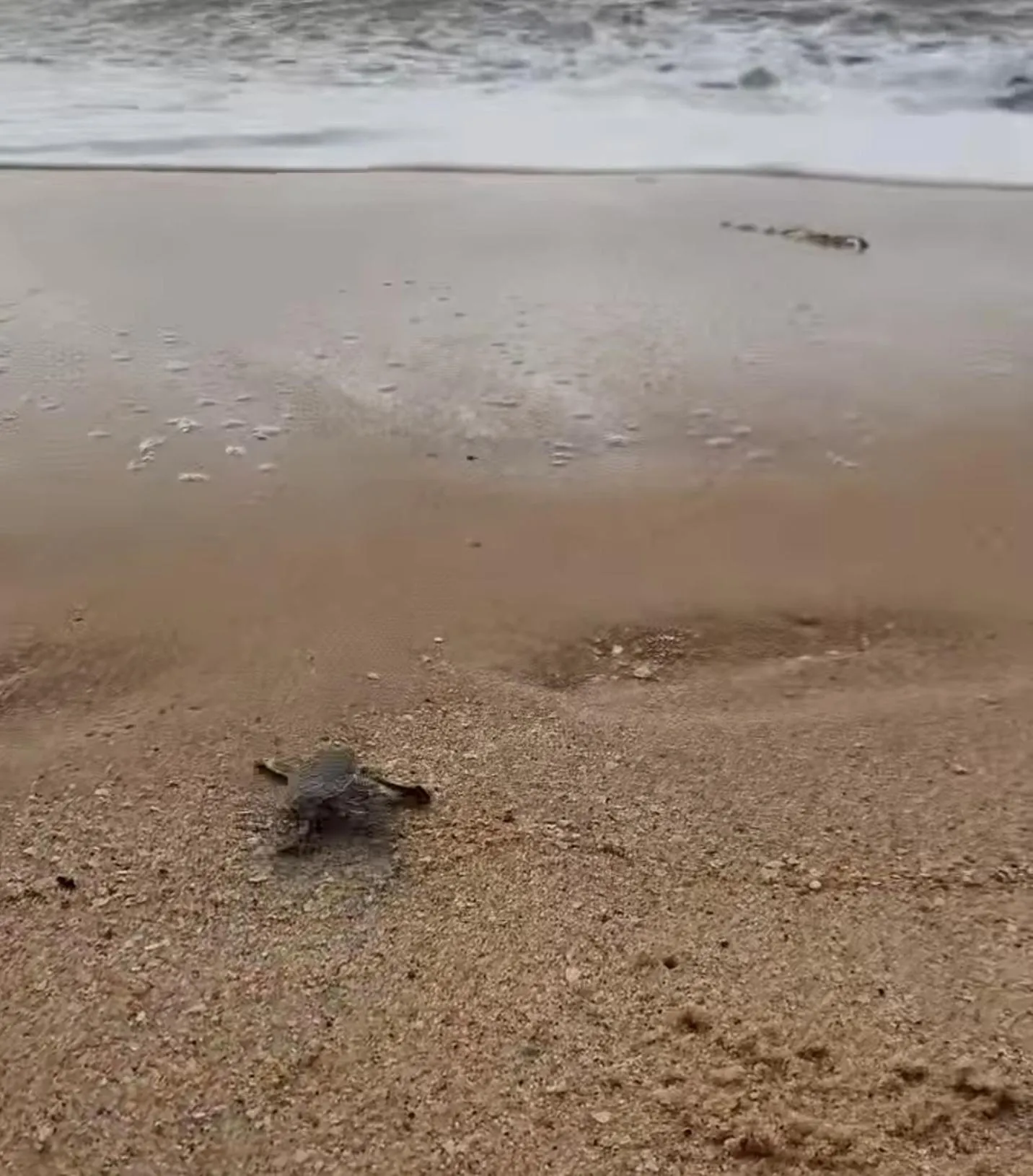 Animals in Greenheart Boutique Hotel