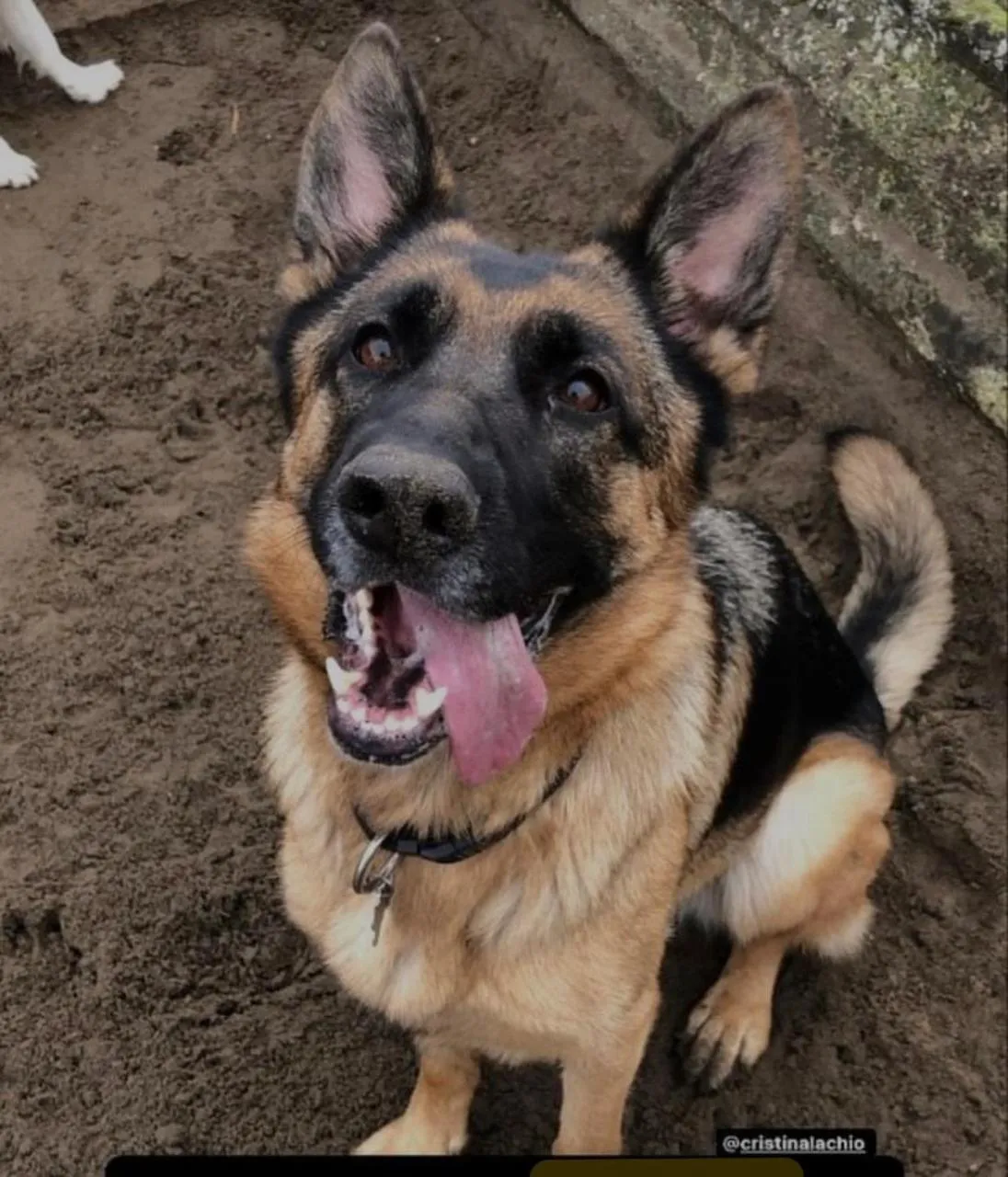 Pets in Hotel Miramare Chioggia Sottomarina