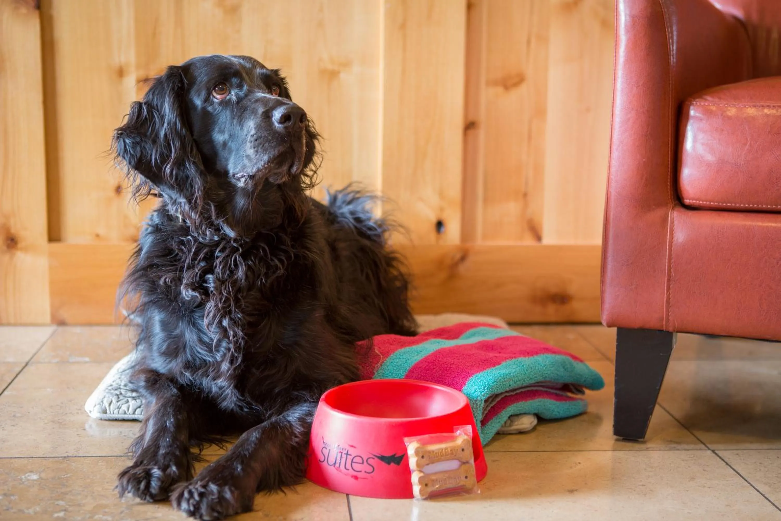Pets in Wall Street Suites
