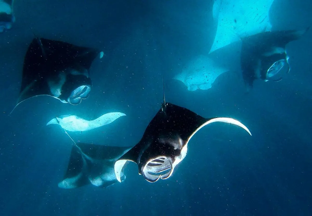 Activities in Manta Reserve