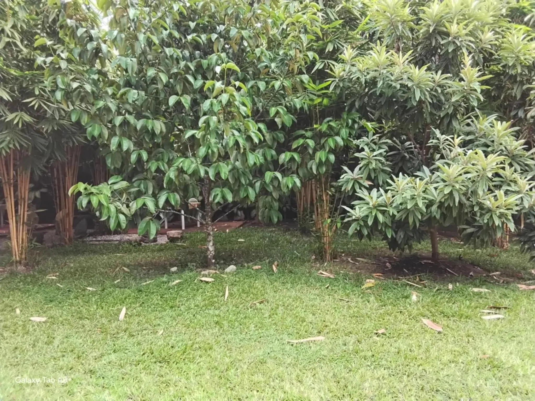 Garden in Camiguin Lanzones Resort