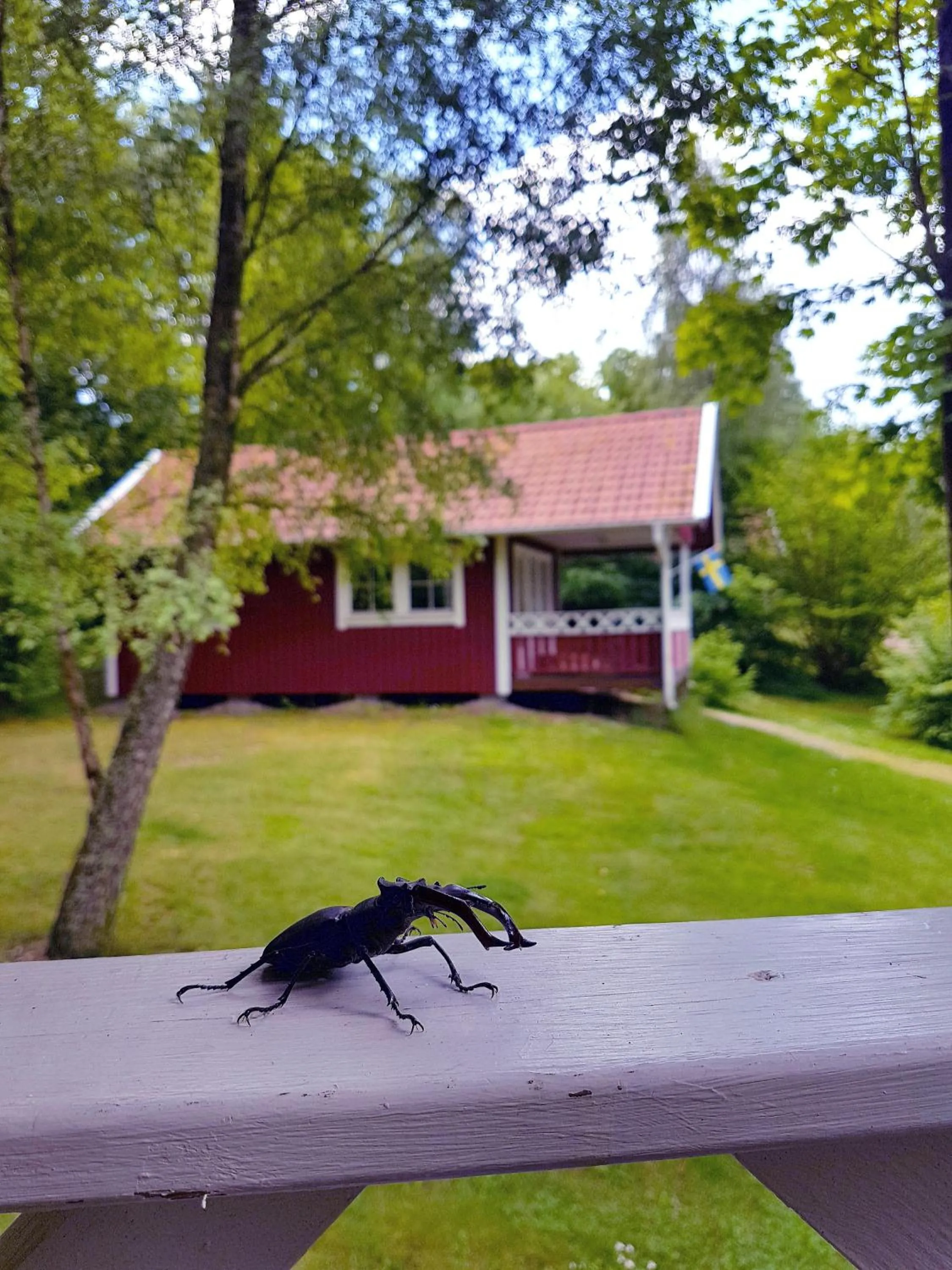 Animals in Svalemåla Stugby