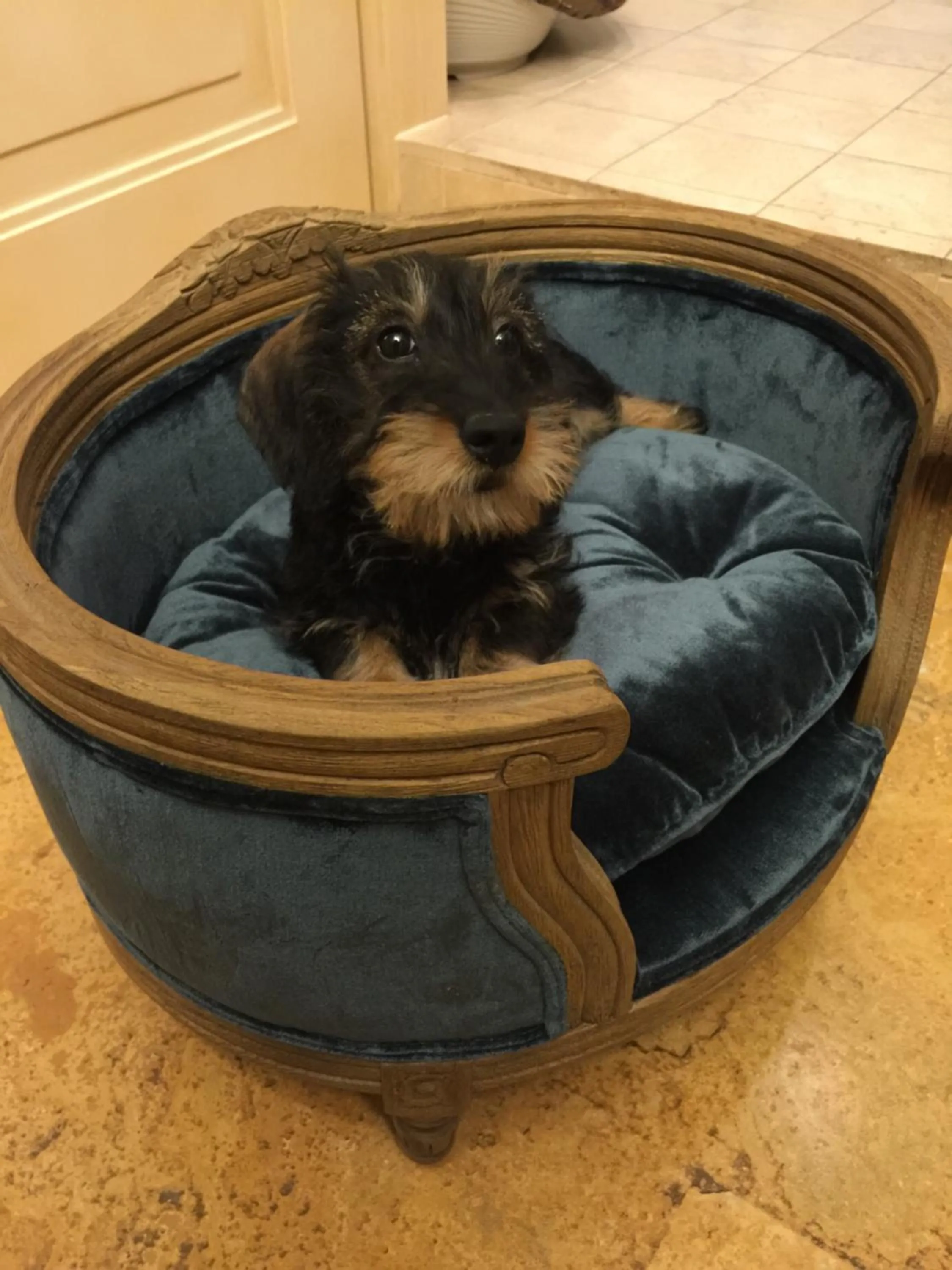 Animals in Hotel Conchiglia