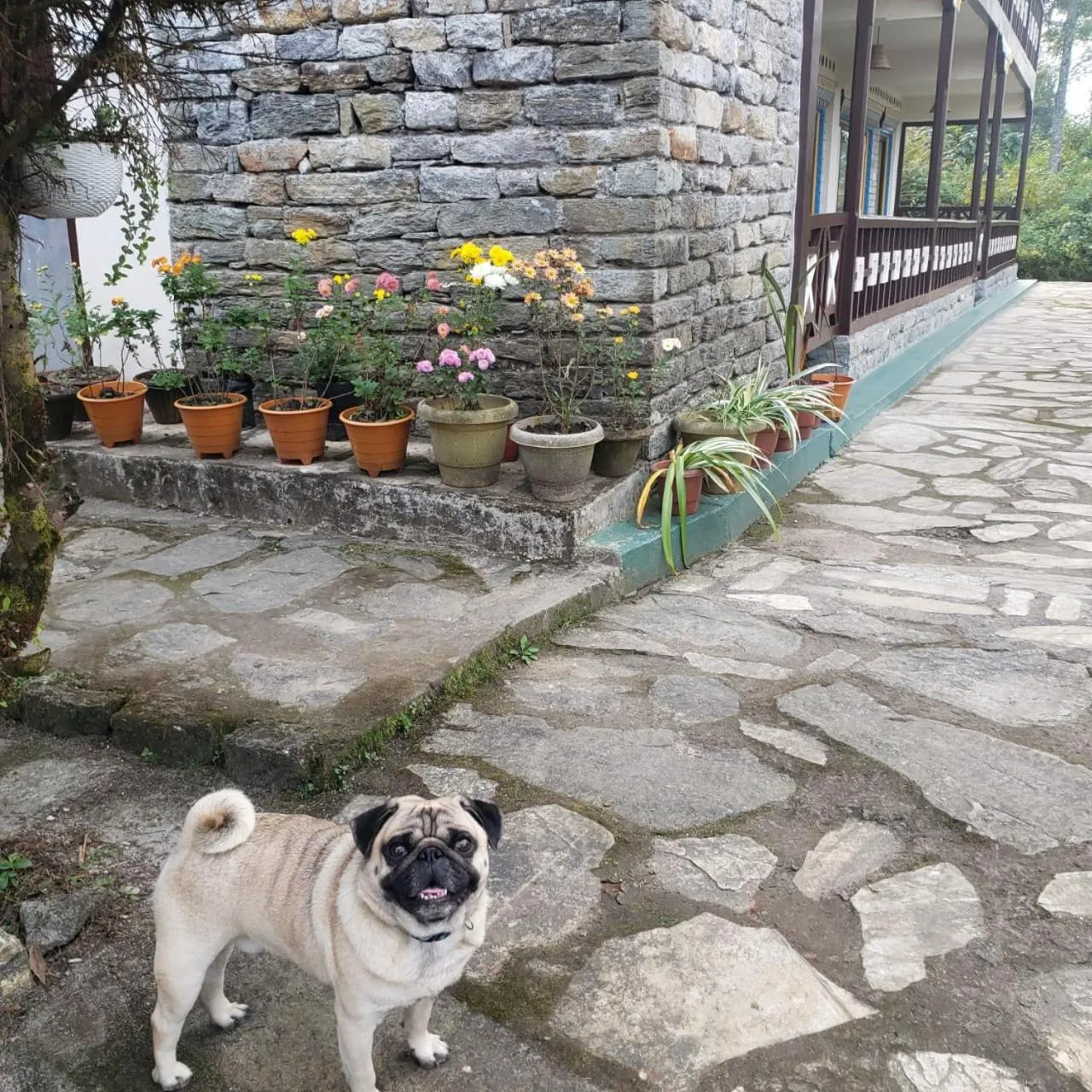 Pets in The Nettle and Fern Farmstay