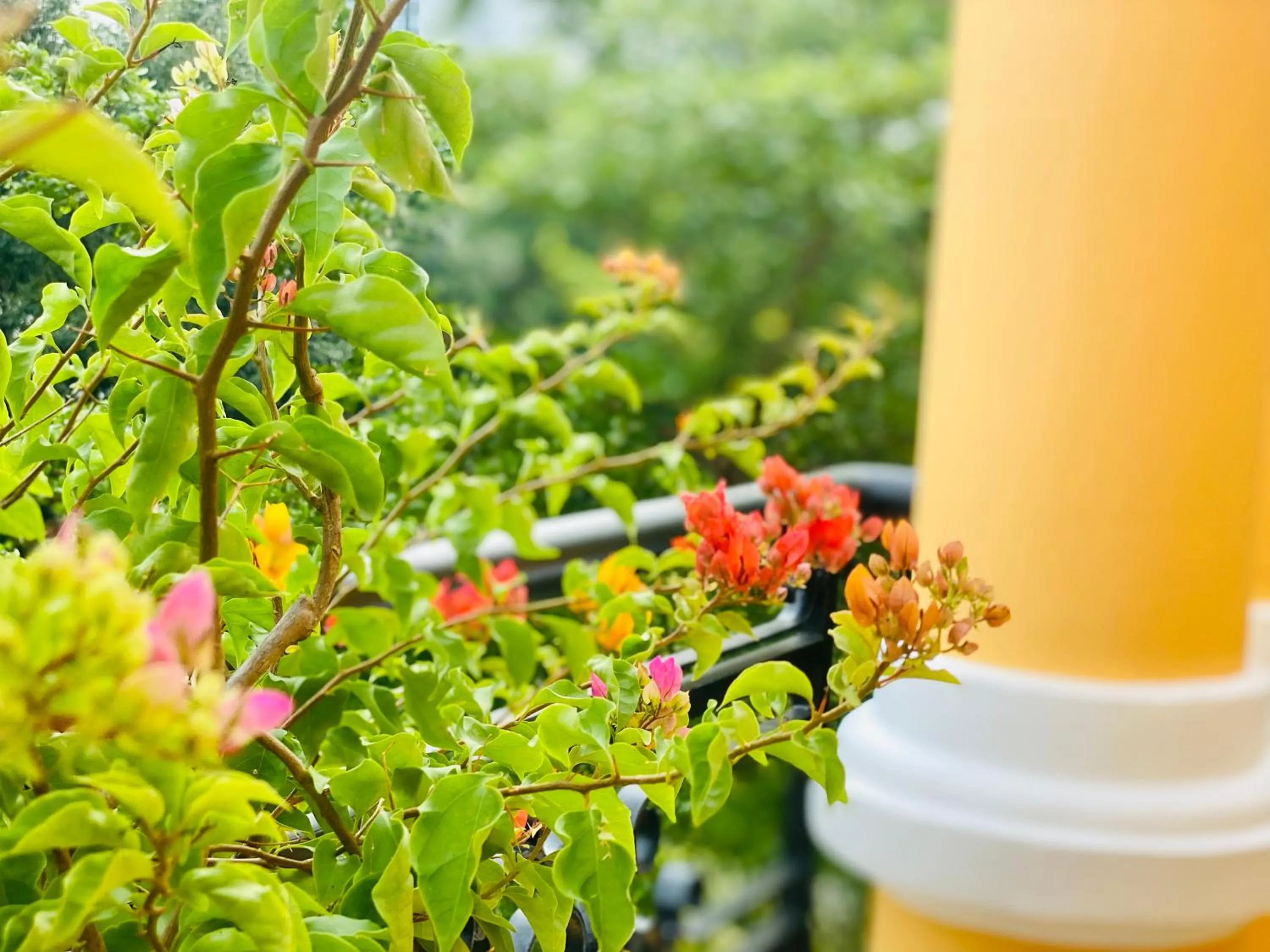 Garden in LILA Hotel & Apartments