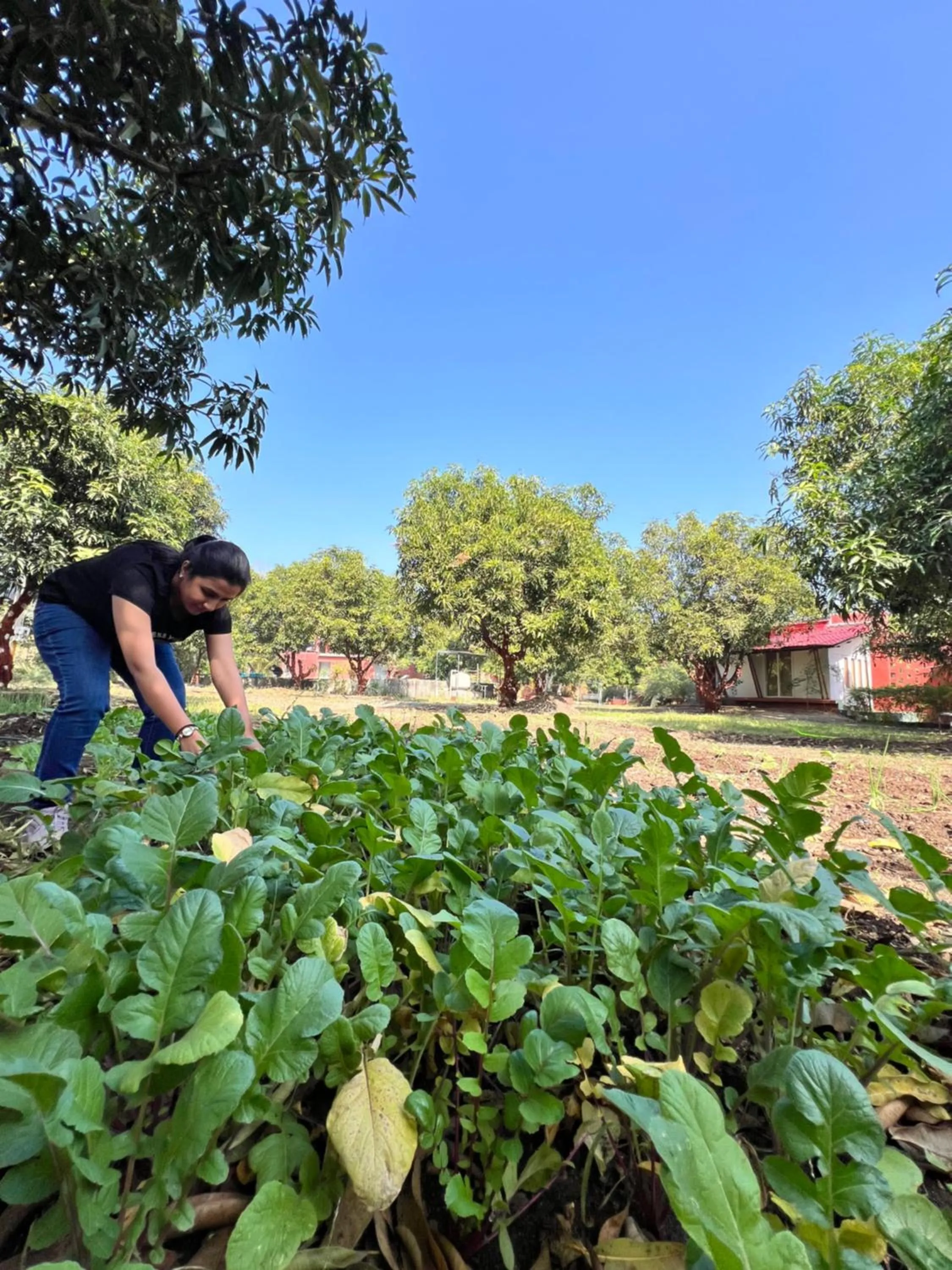 Natural landscape in Amraness Luxury Resort Sasan Gir