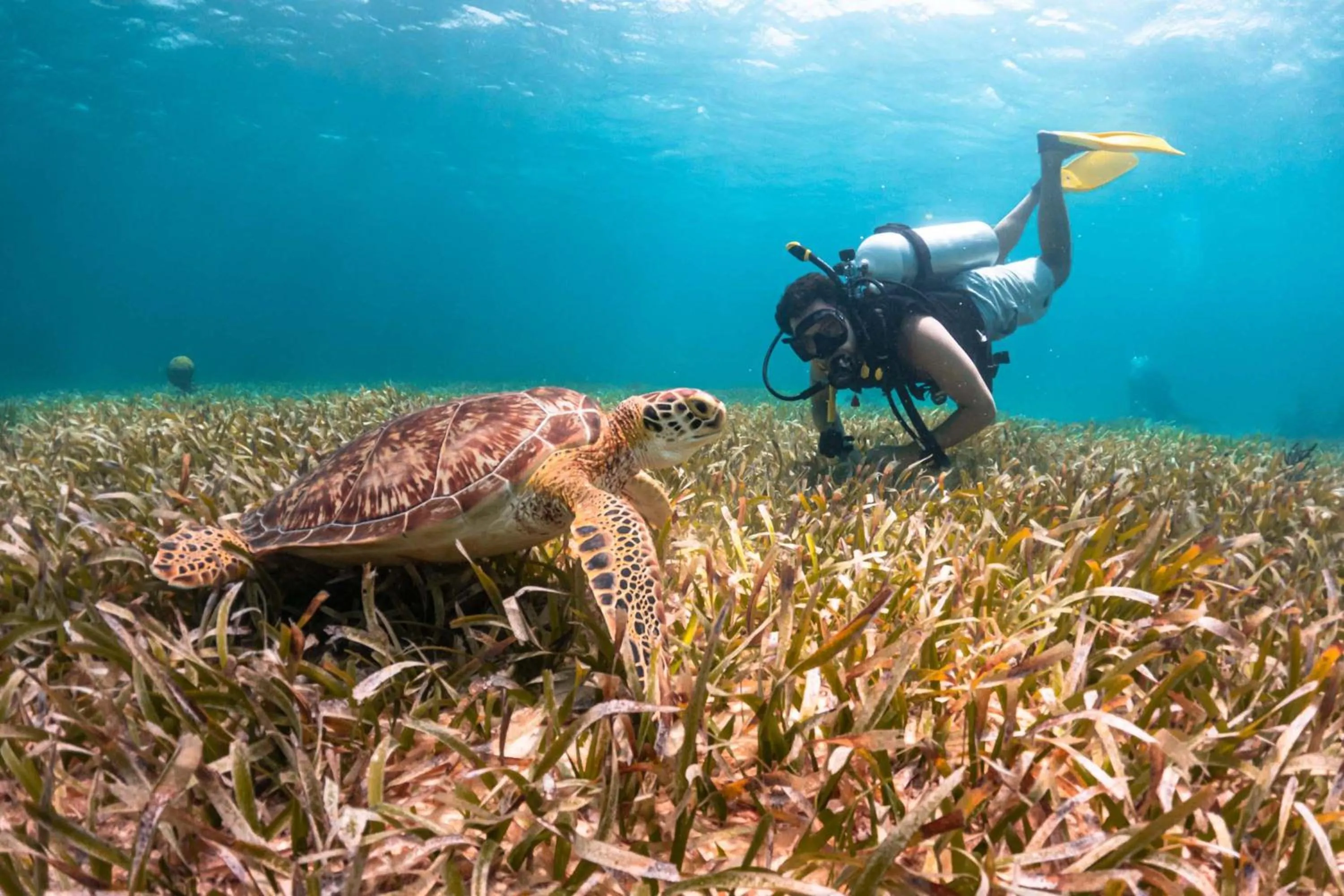 Diving in Reef Haven Belize