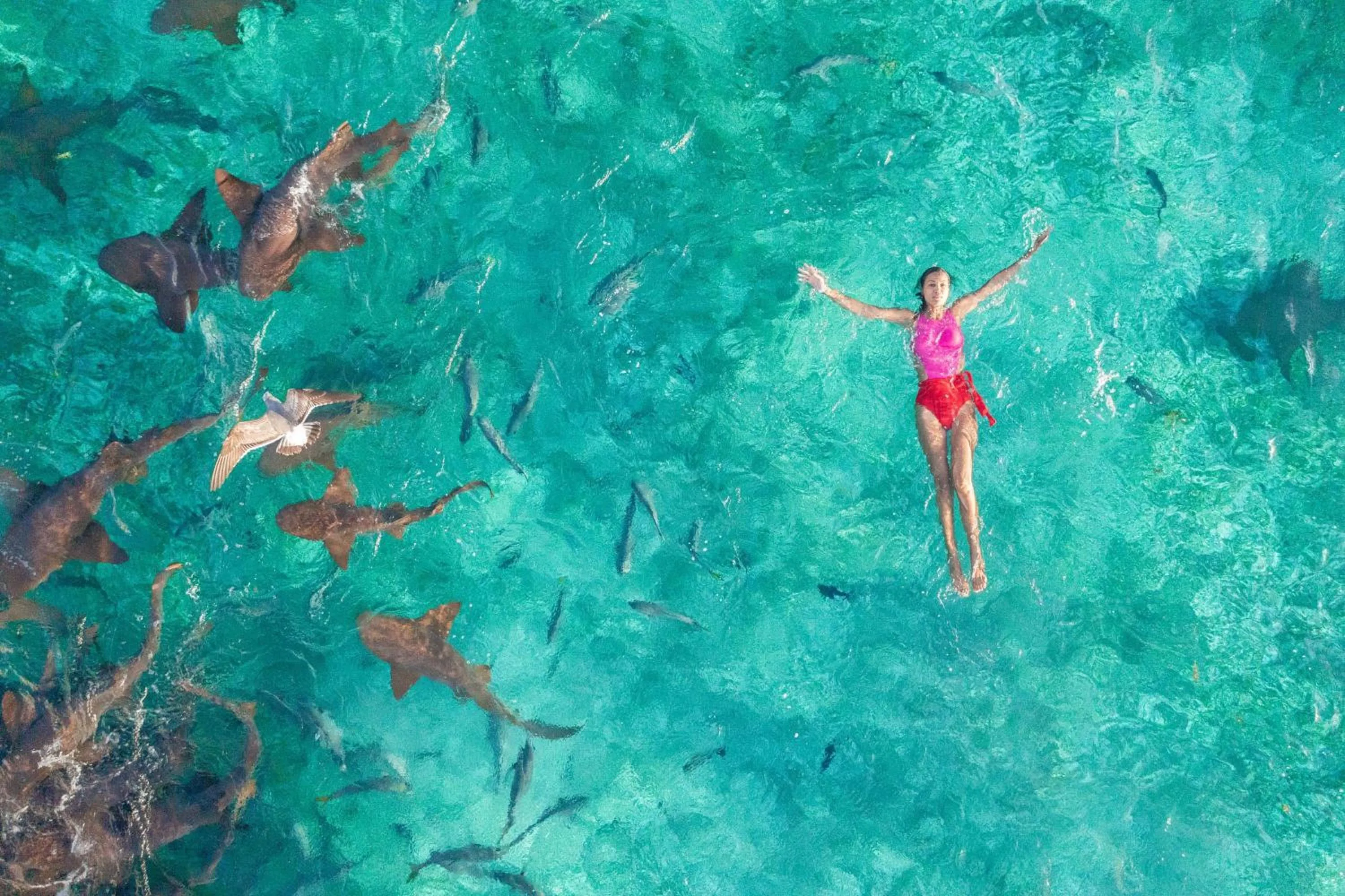 Snorkeling in Reef Haven Belize