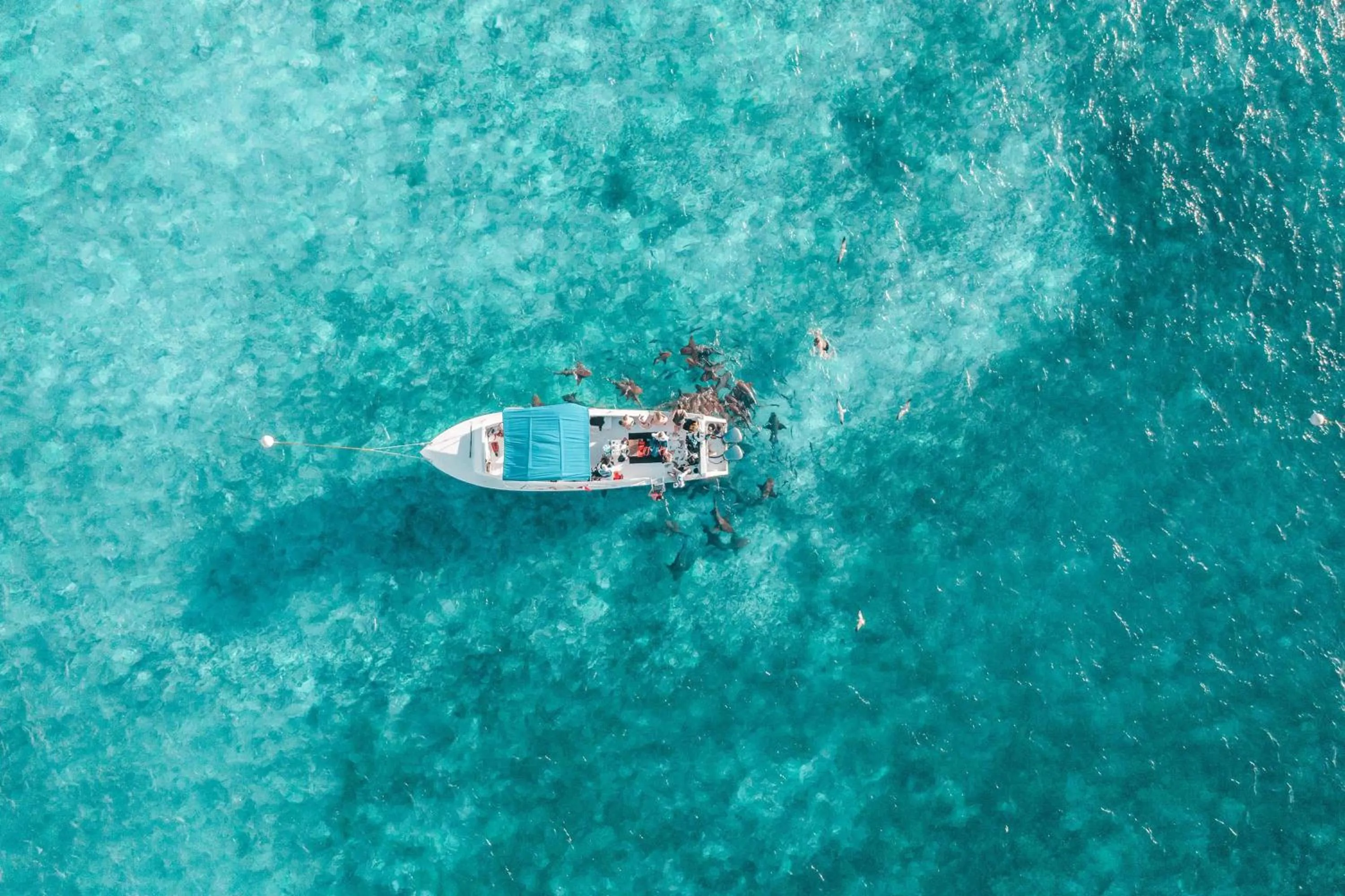 Snorkeling in Reef Haven Belize