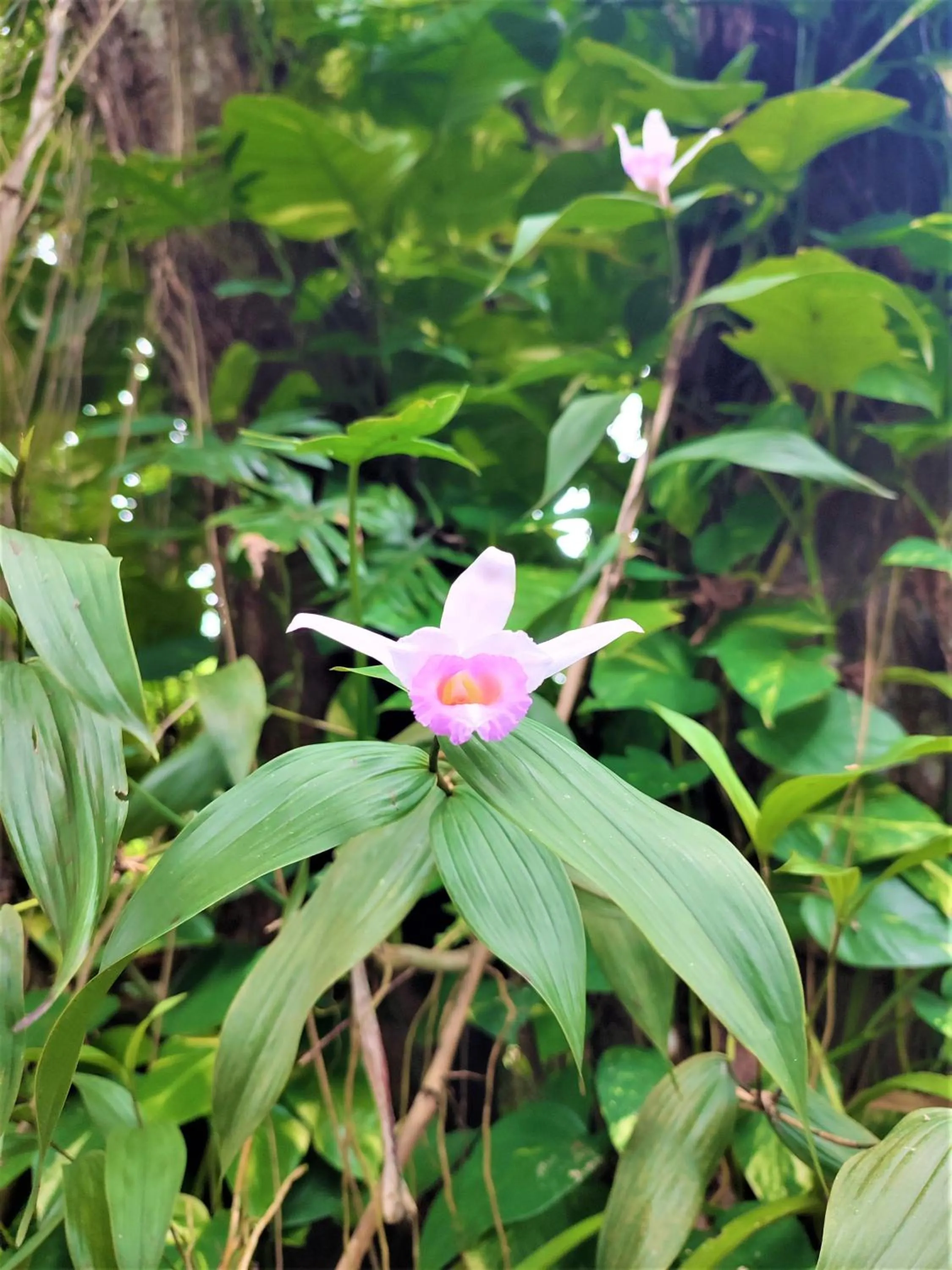 Garden in Maya Mountain Lodge