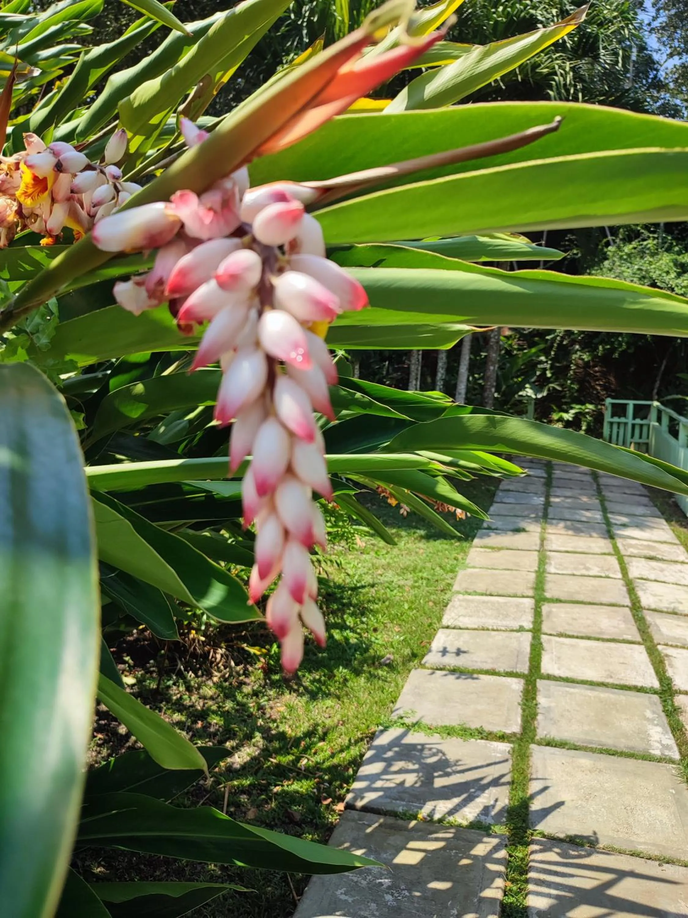 Garden in Maya Mountain Lodge