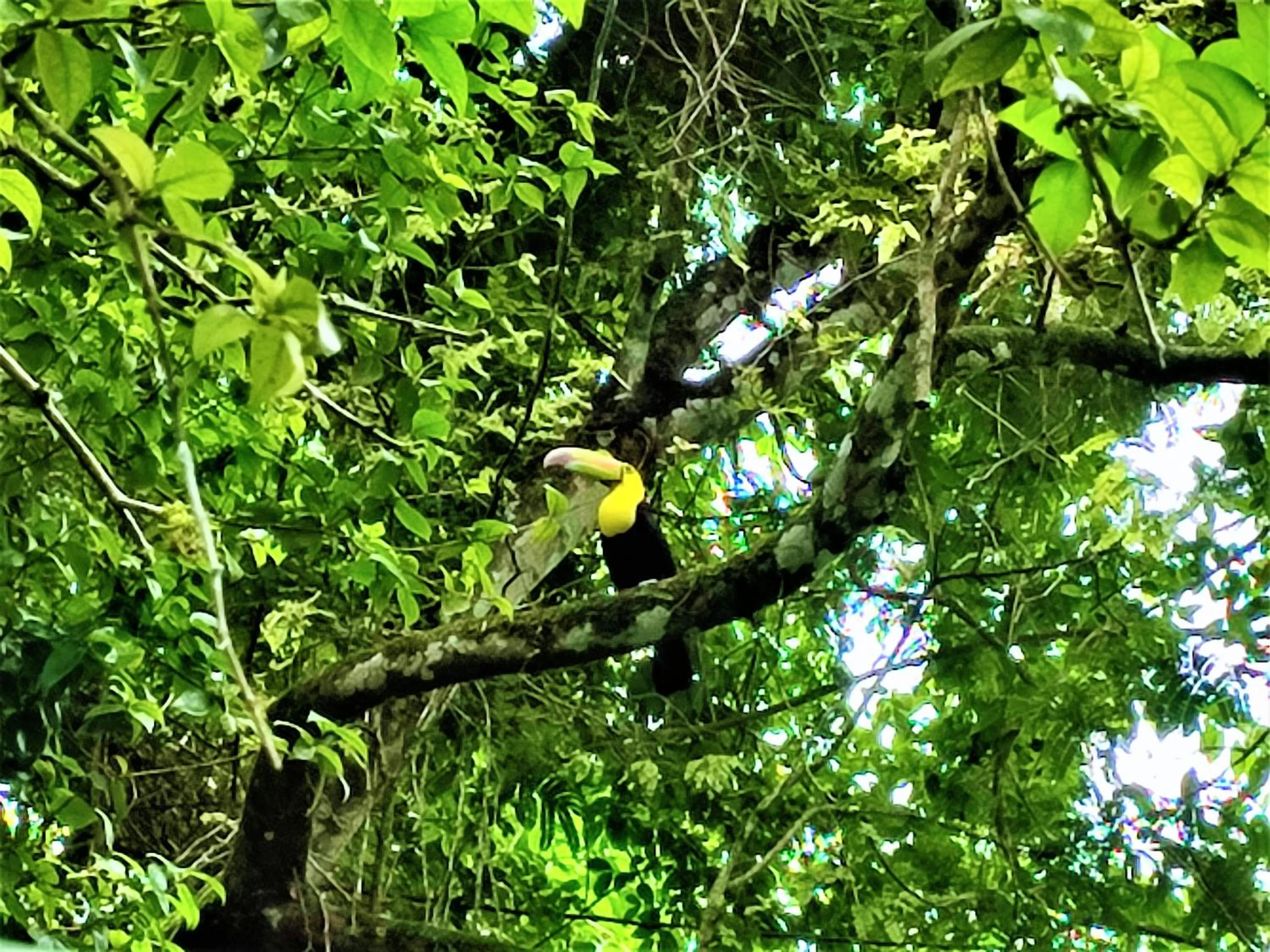 Natural landscape in Maya Mountain Lodge