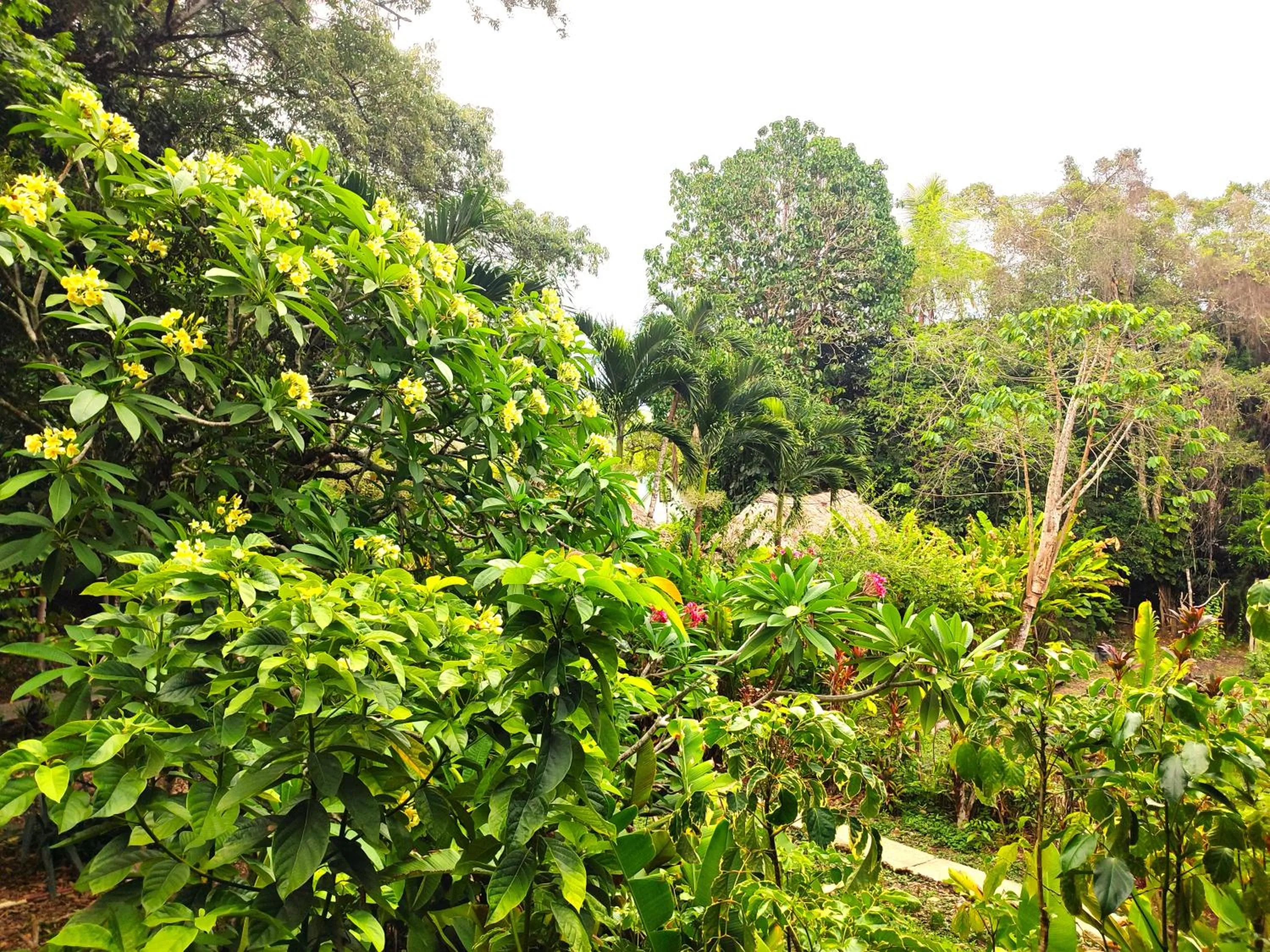 Garden view in Maya Mountain Lodge