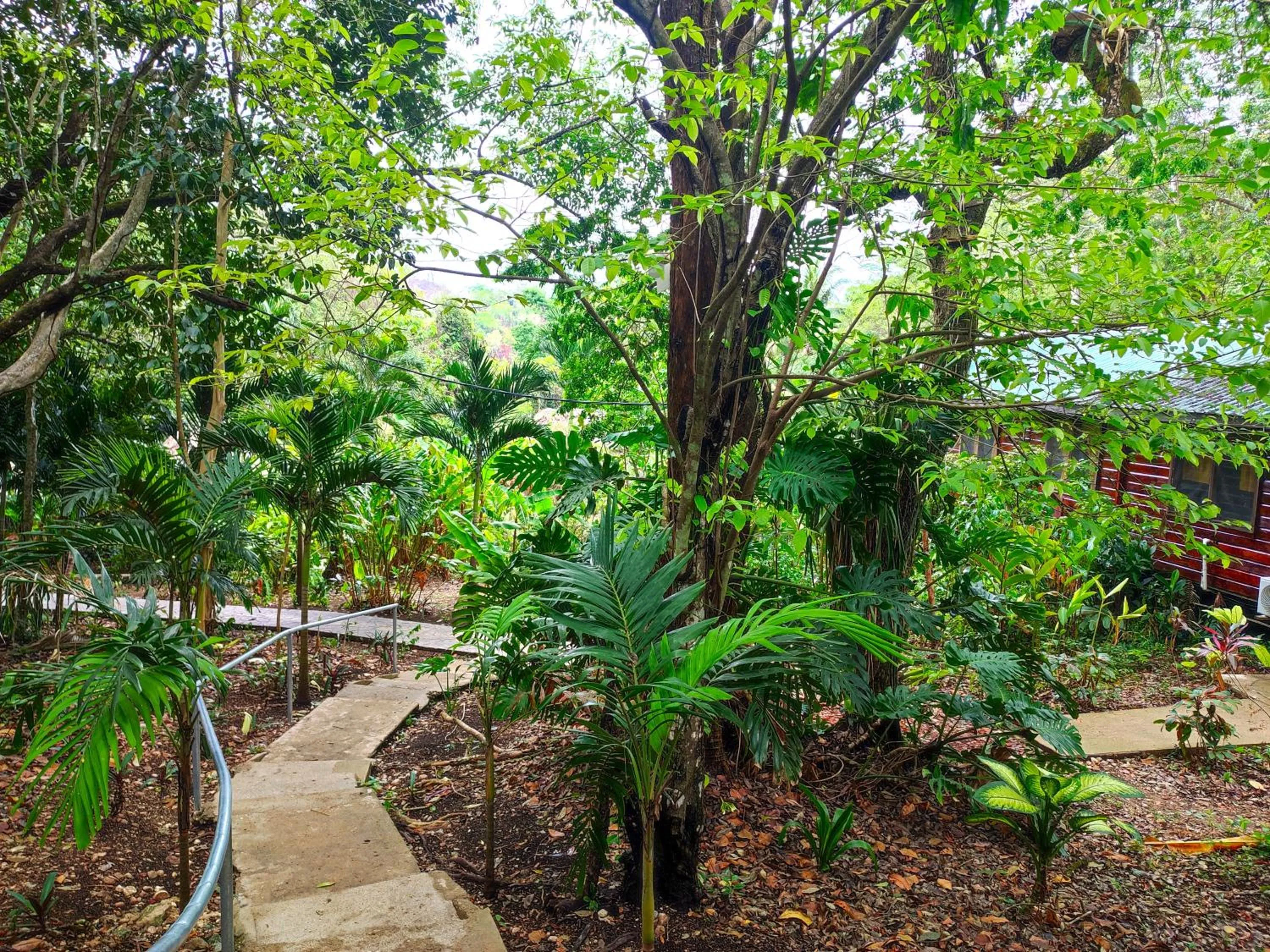 Natural landscape in Maya Mountain Lodge